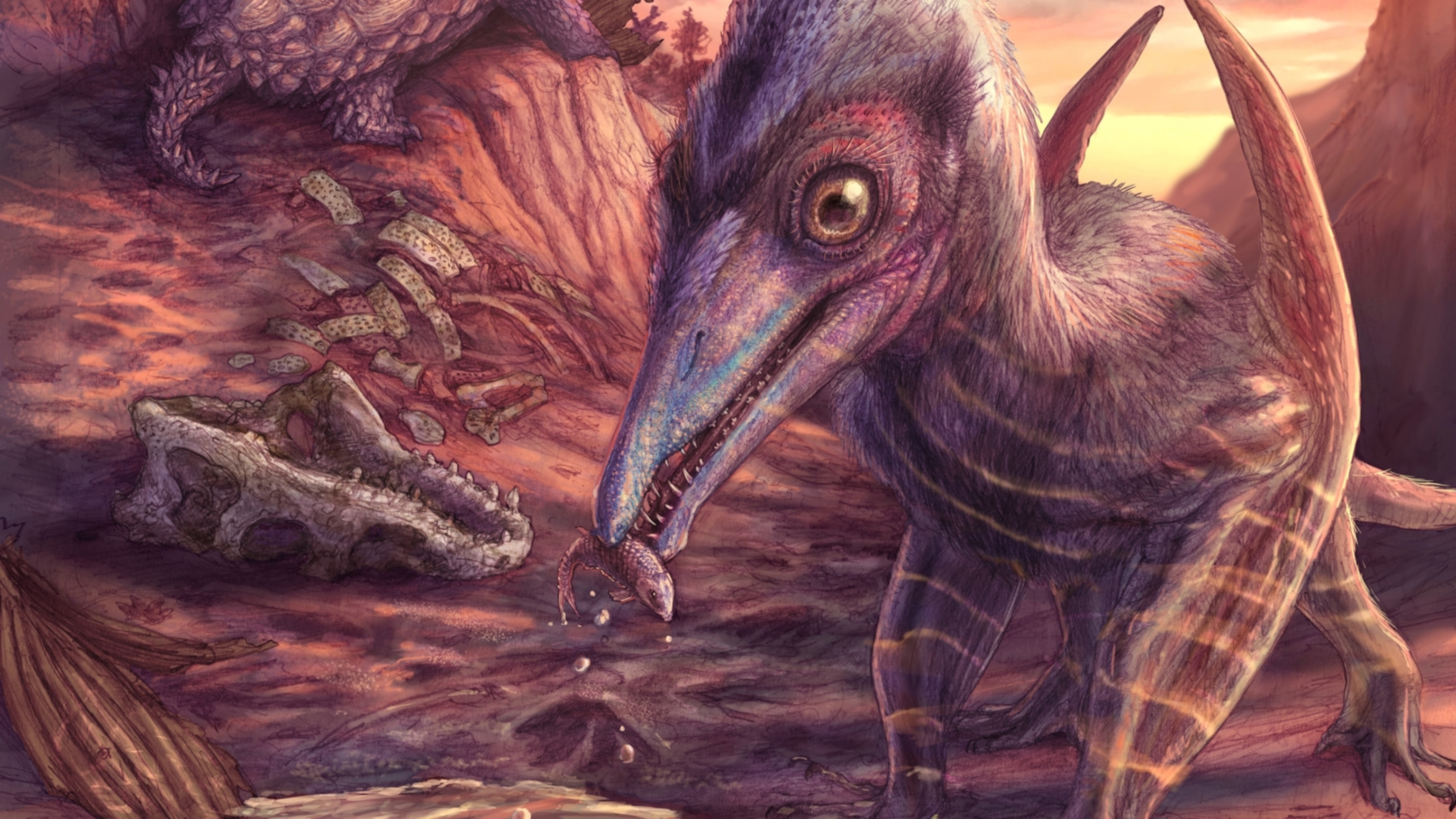 This 'ash-winged dawn goddess' is North America's newest pterosaur