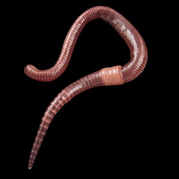 Australian Earthworm Scientific Name