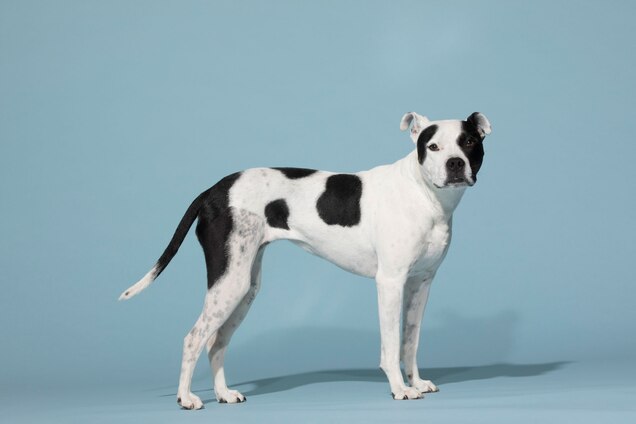 Can Dogs Block Out Noise