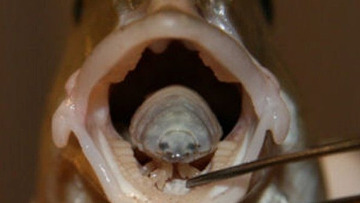 TongueEating Fish Parasites Never Cease to Amaze