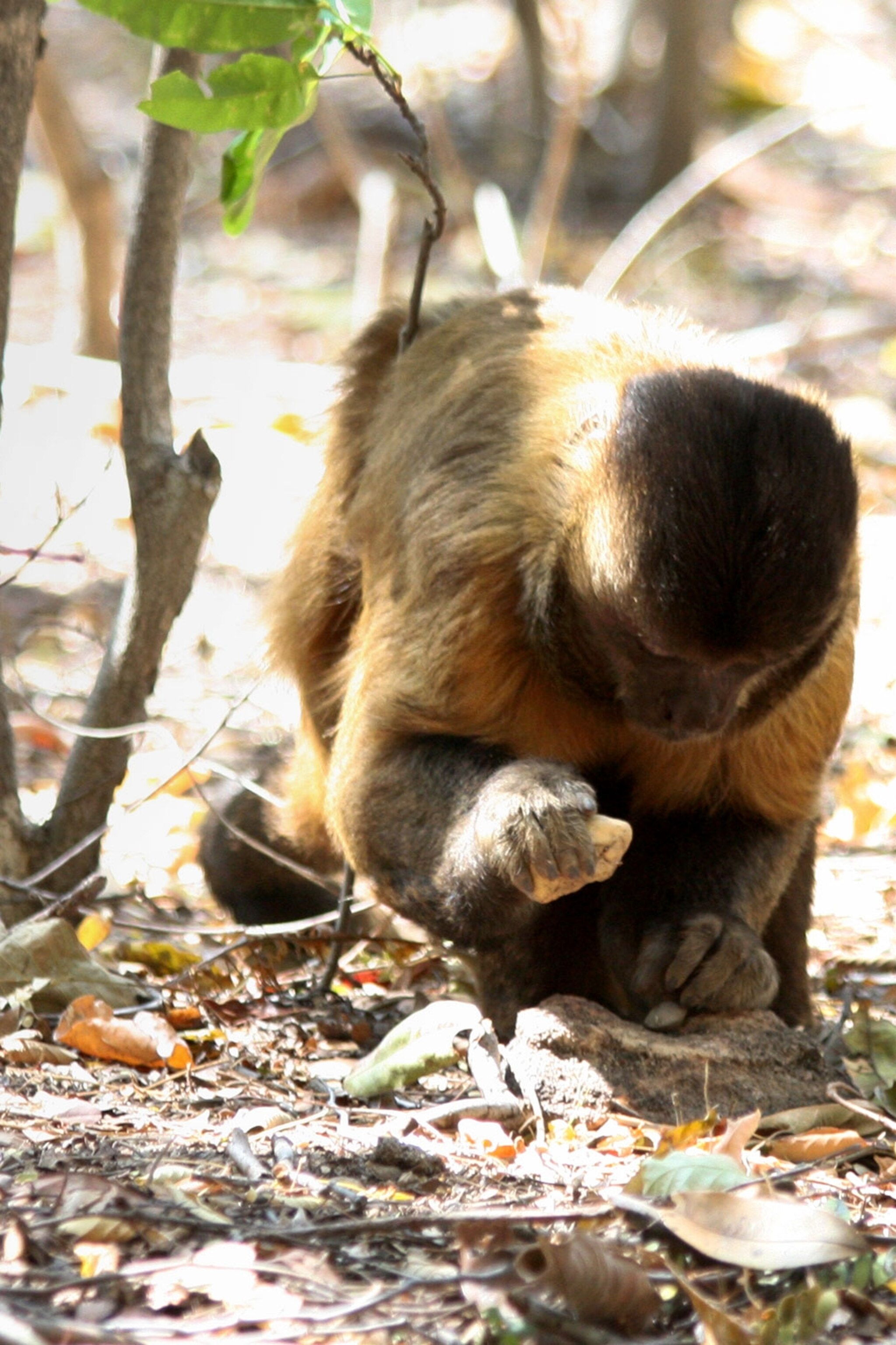 Oldest Non Human Stone Tools Outside Africa Created By Monkeys