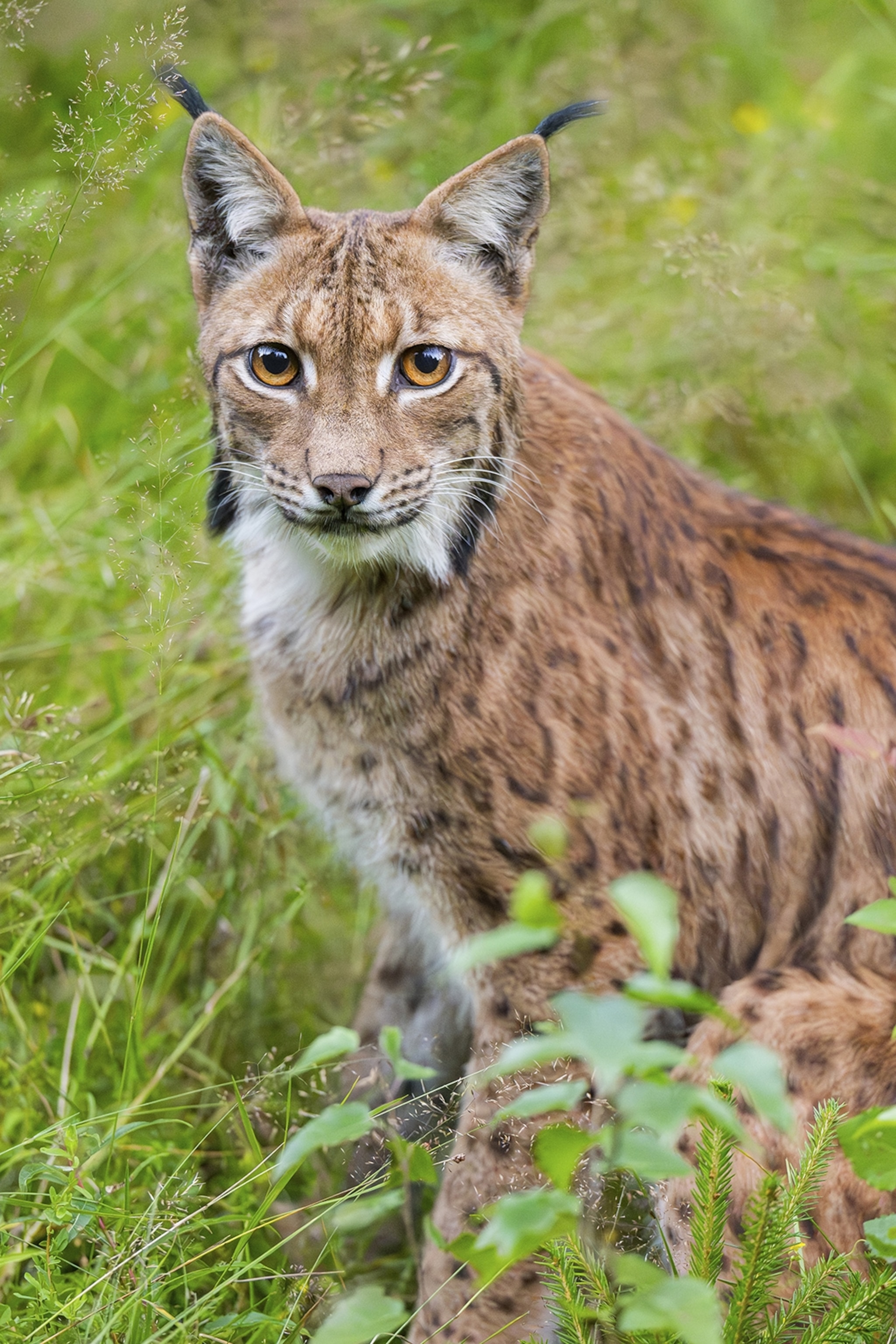 A close-up of a lynx, a type of wild big cat native to Europe.