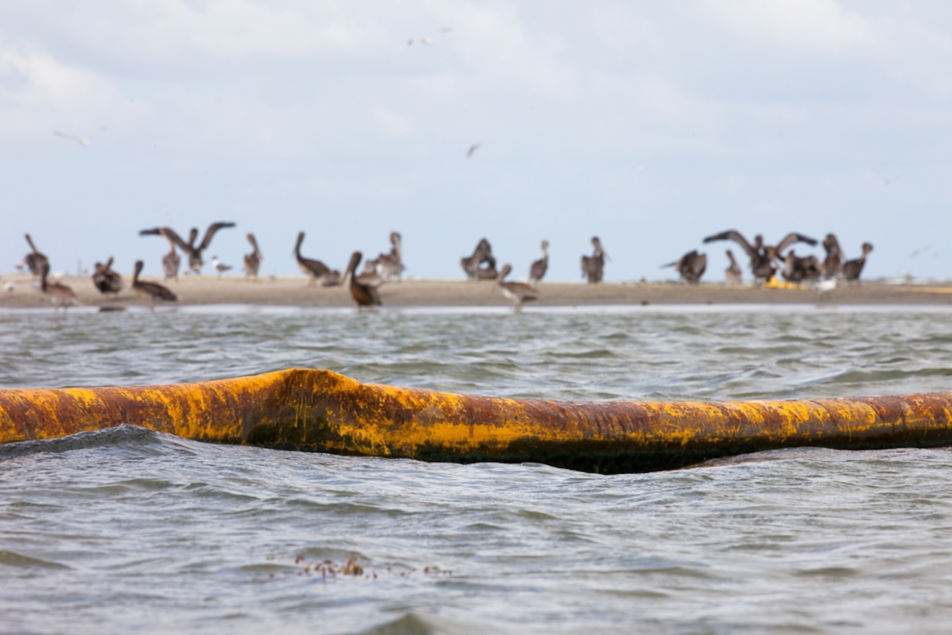 Picture of an oil boom floating near birds on a beach.