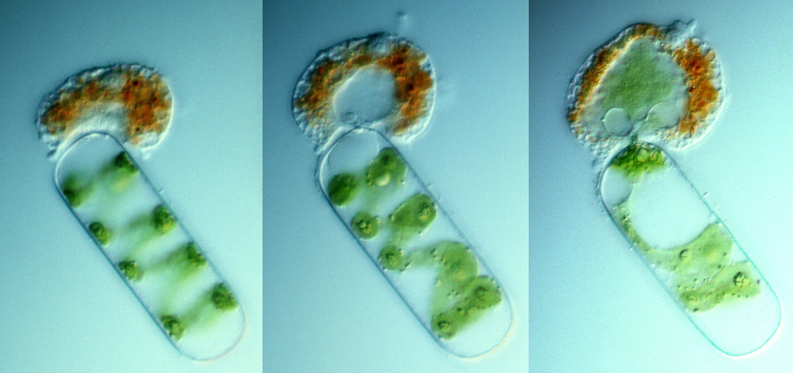 Placopus cf. pedatus (Hyalodiscus cf. pedatus) (Vampyrellidae): Food ingestion.