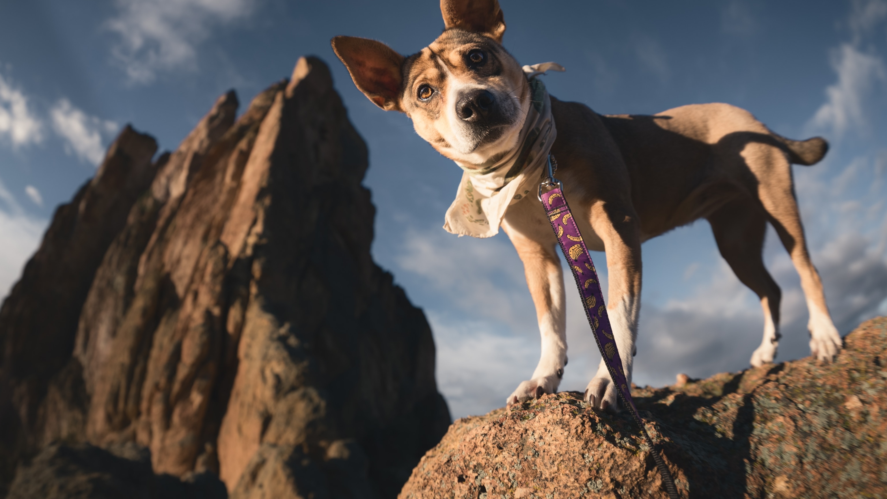 Meet Lentil—the adventure-loving rescue