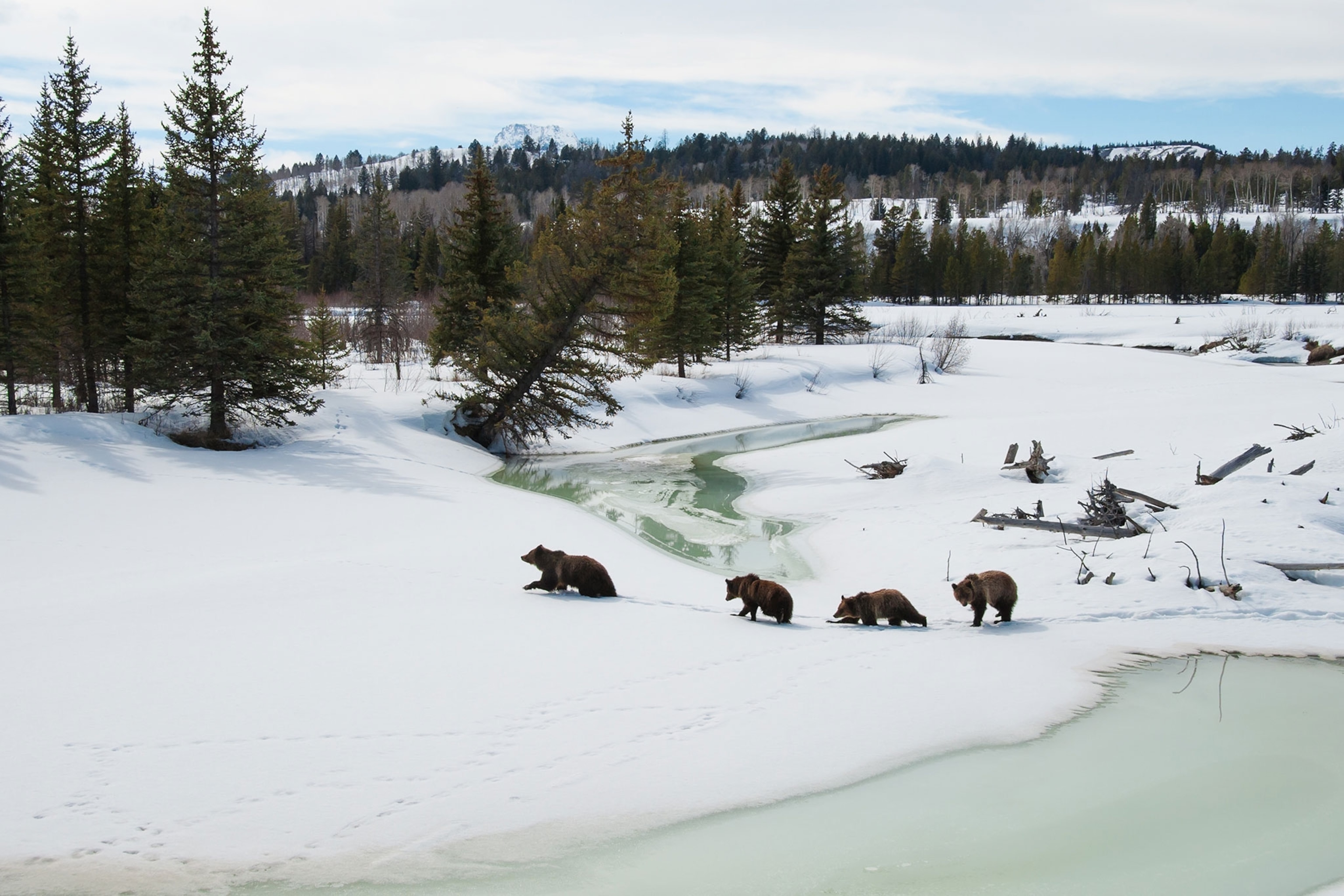 Grizzly 399 and her three cubs cross the Buffalo Fork in Grand Teton National Park