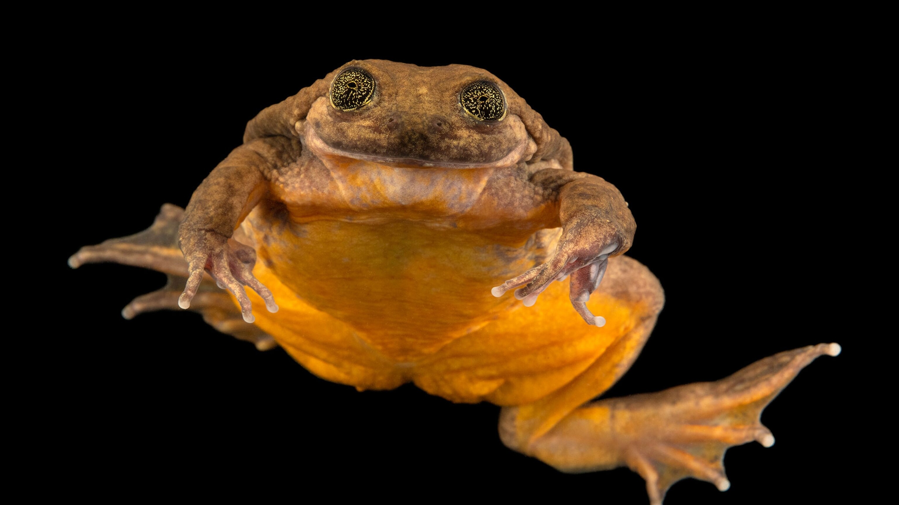 Meet Romeo, 'world's loneliest frog,' and his new mate Juliet