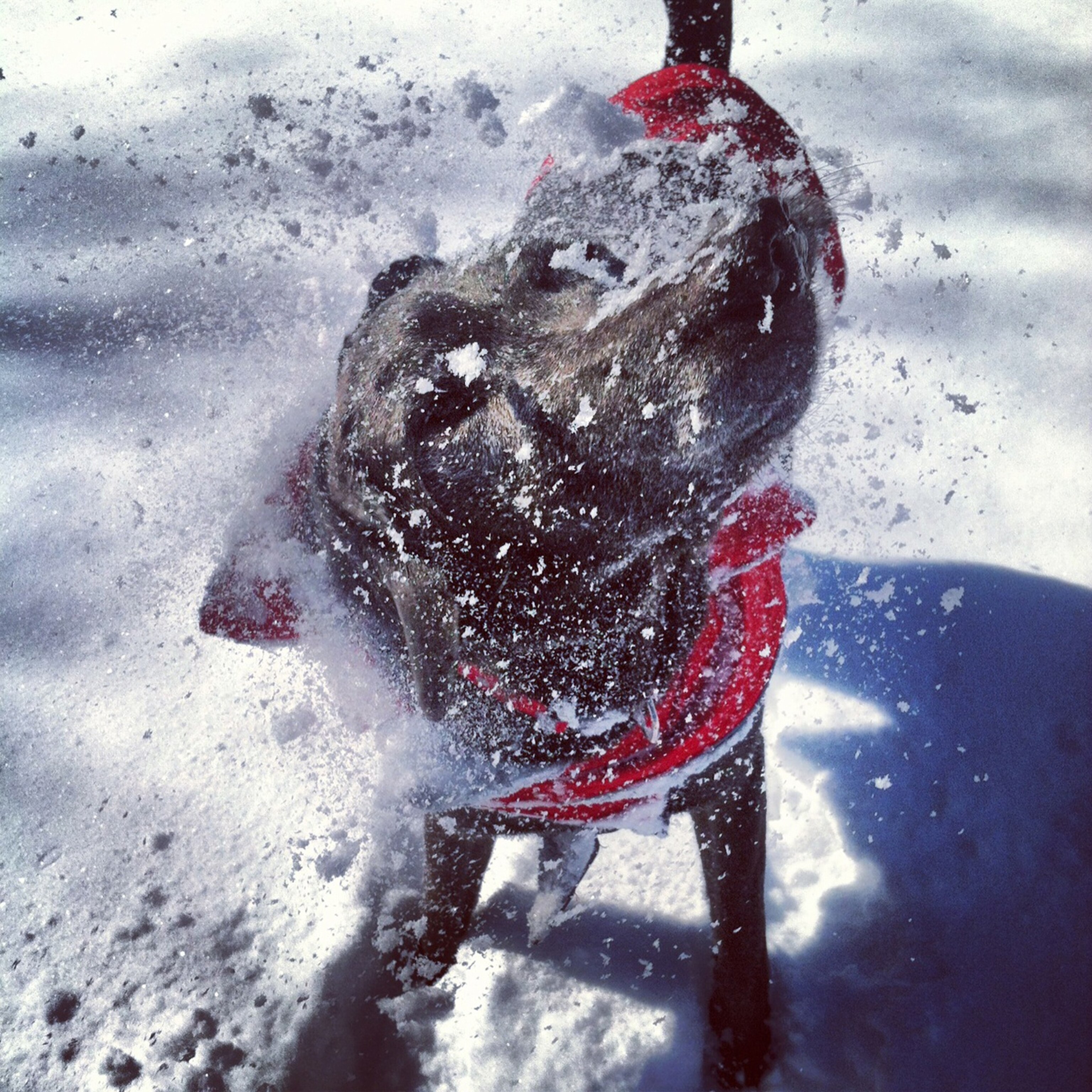 a dog shaking off snow during Nemo blizzard in New Jersey