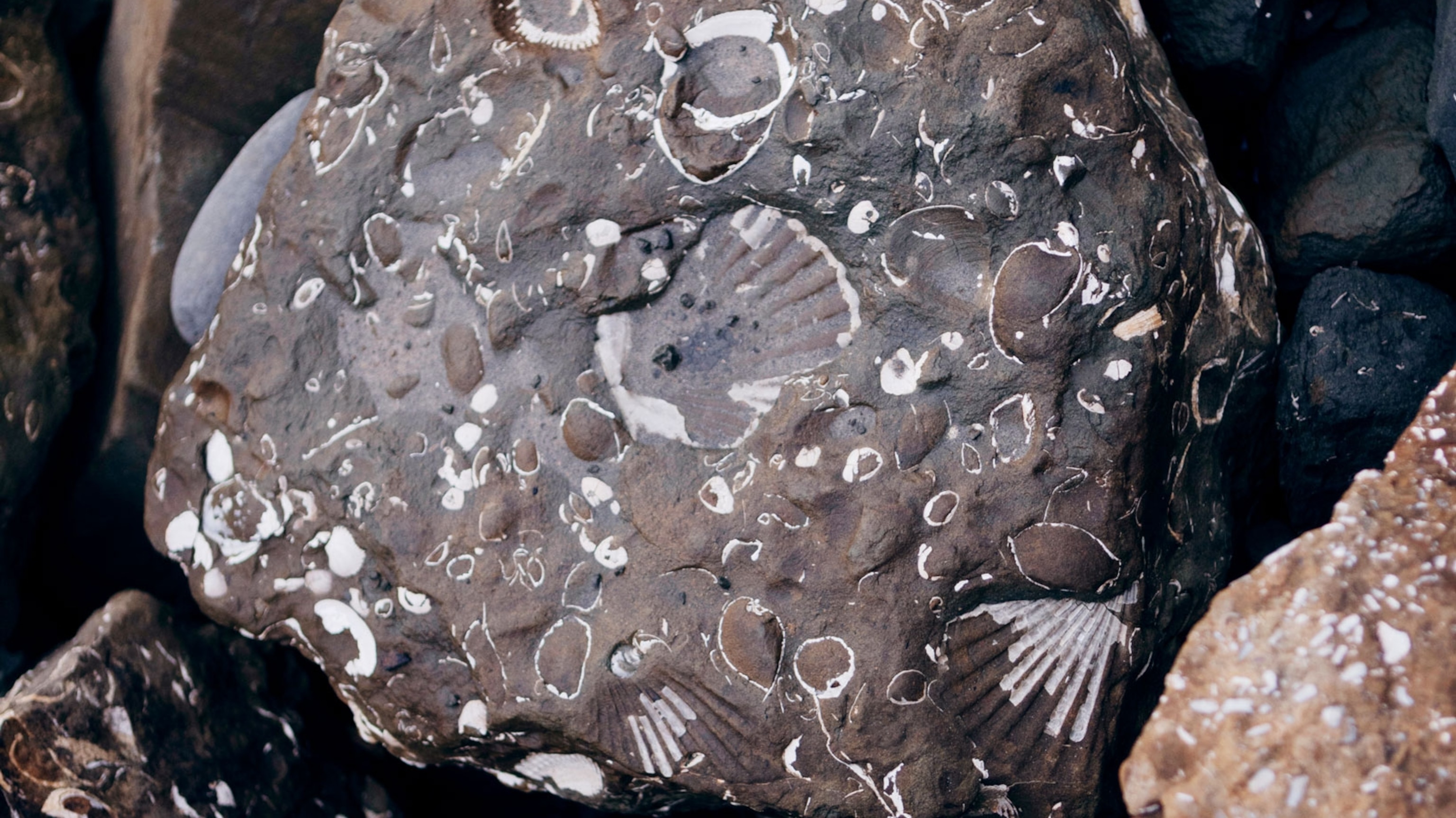Become a backyard geologist—in one week
