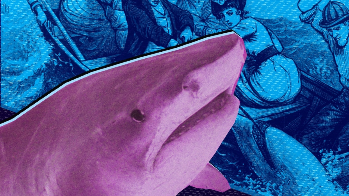 Where the fear of sharks came from