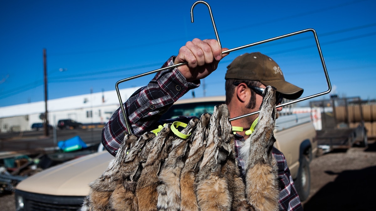 Trapping Bobcats for Fur in the U.S. is Going Strong—And It’s Grisly