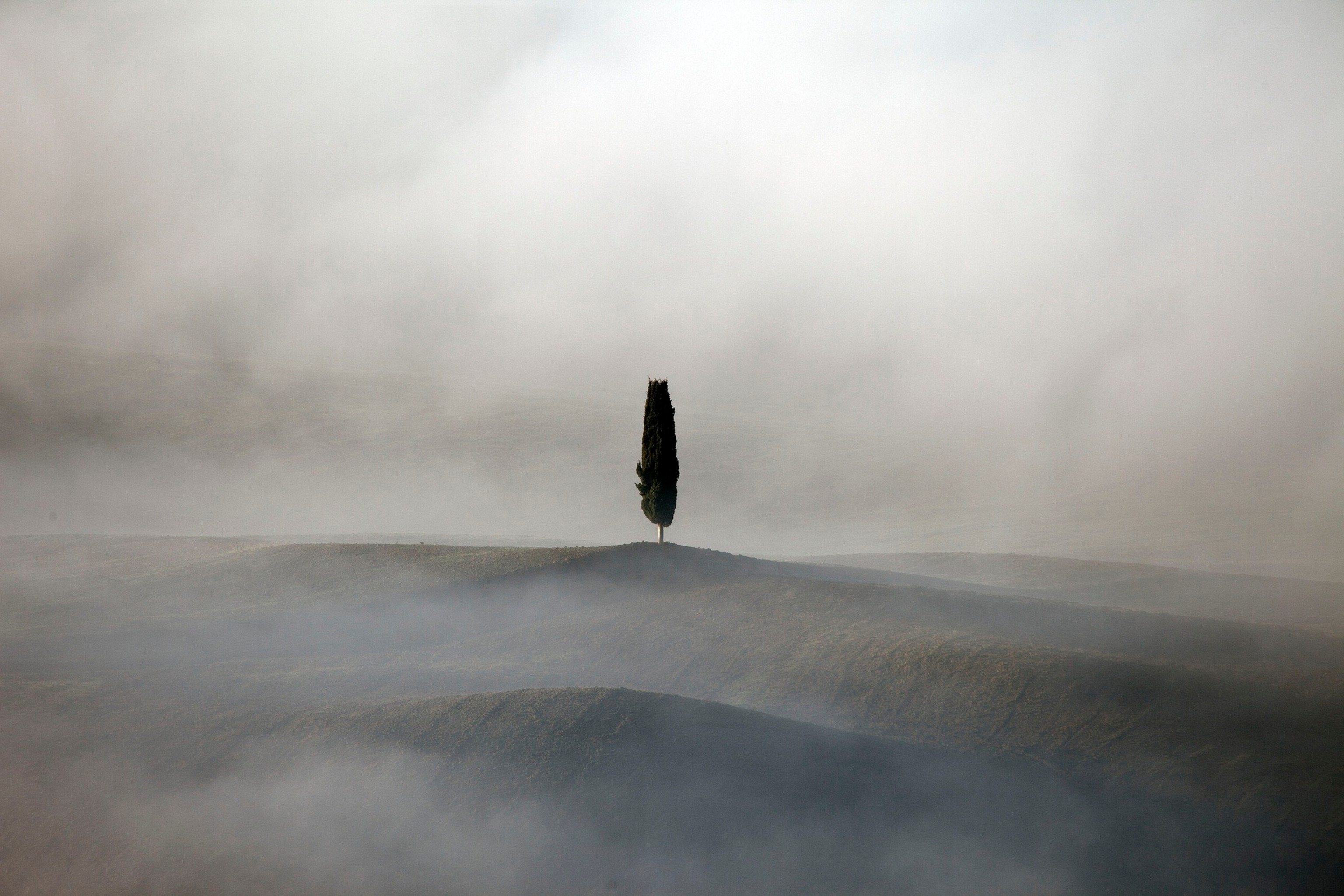a single tree on a hill in fog