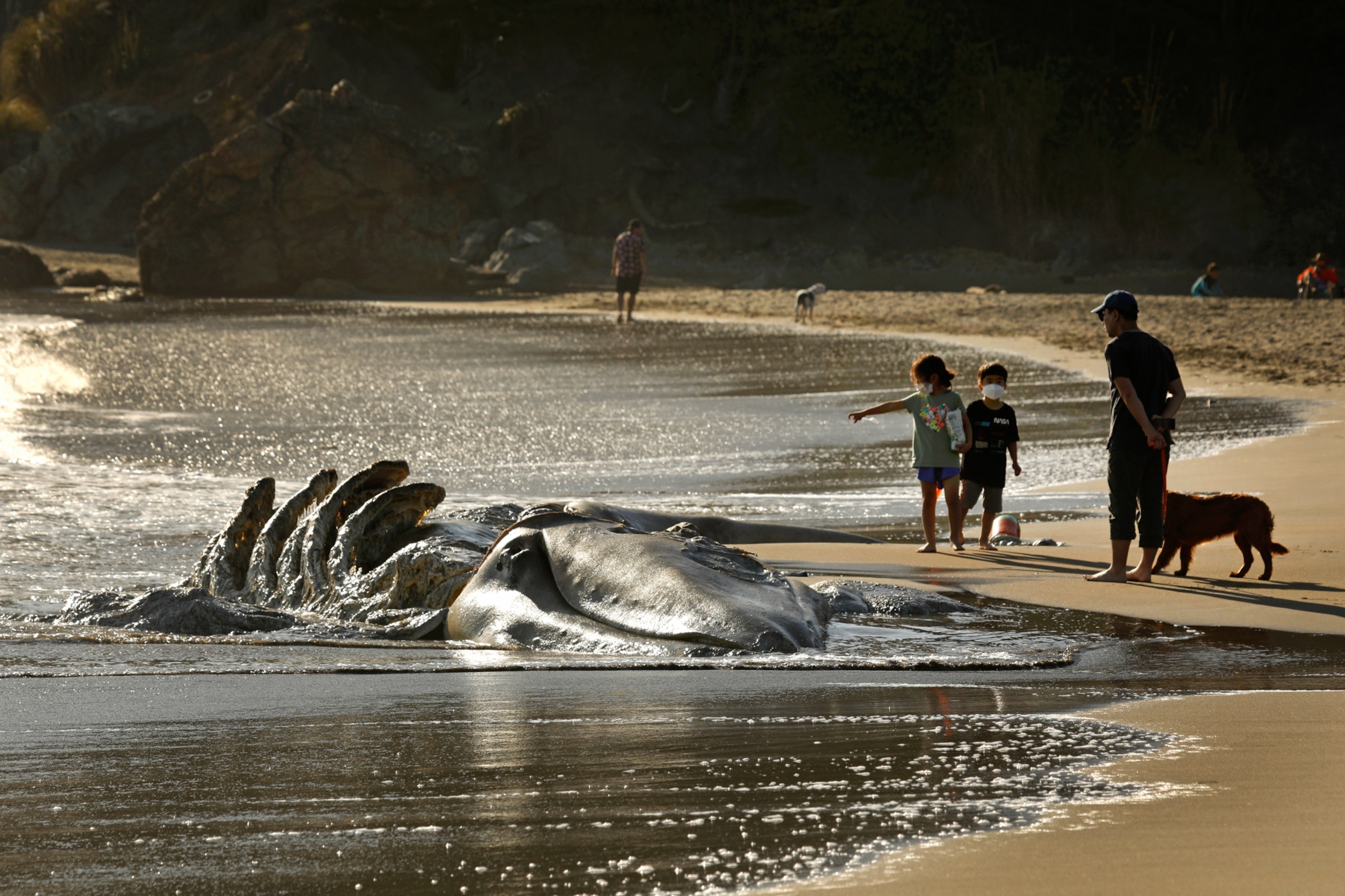 The bones and partially decomposed corpse of a beached whale lies on a sandy shore as a family and dog observe.