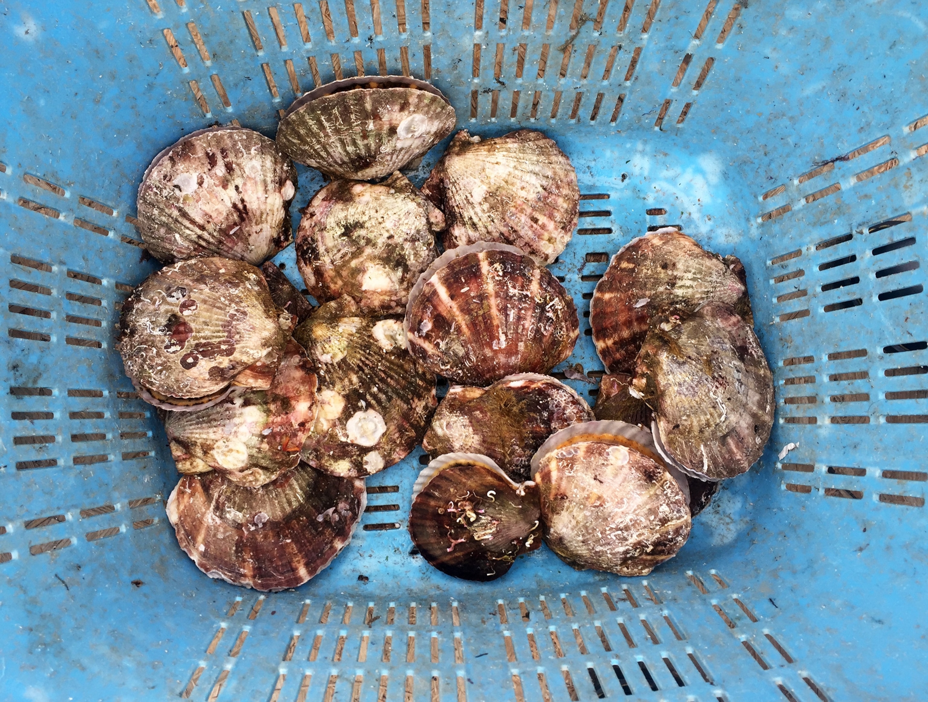 Fresh scallops. Photograph by Ari Beser