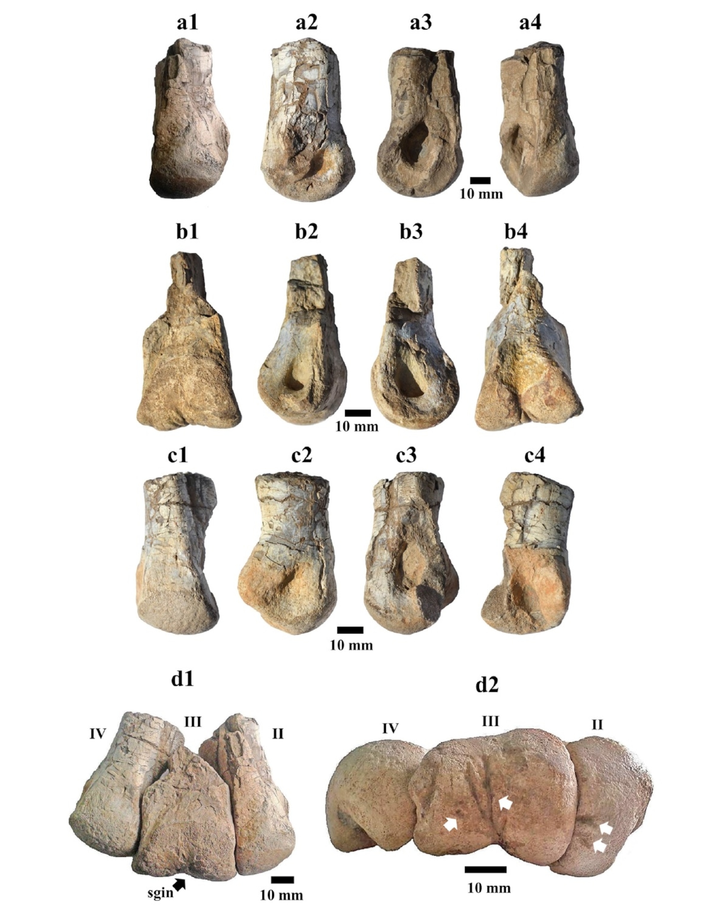 Foot bones of Tototlmimus in multiple views. From Serrano-Brañas et al., 2015.