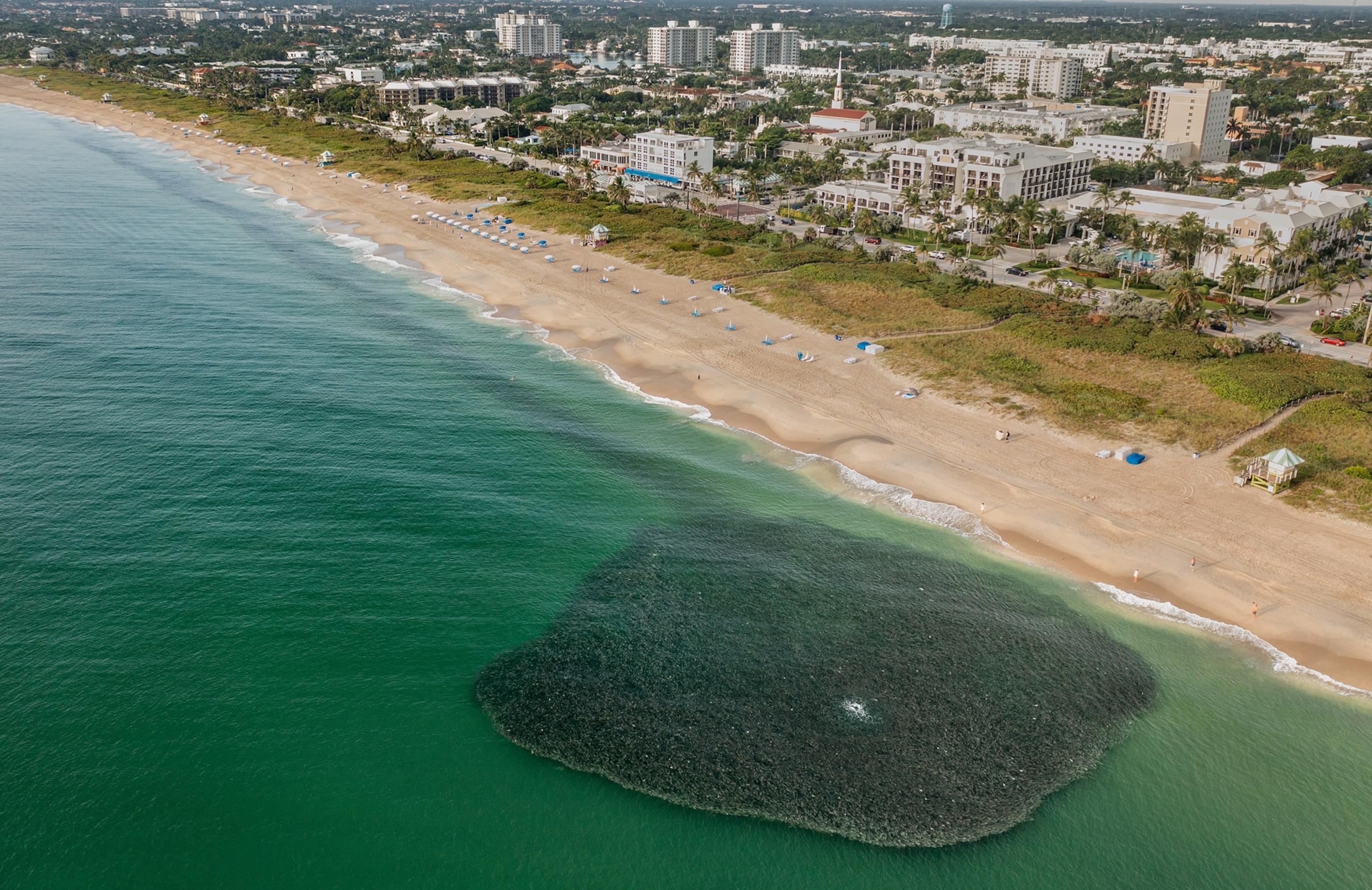A birds eye view of a dark mass of fish in the ocean along the beach
