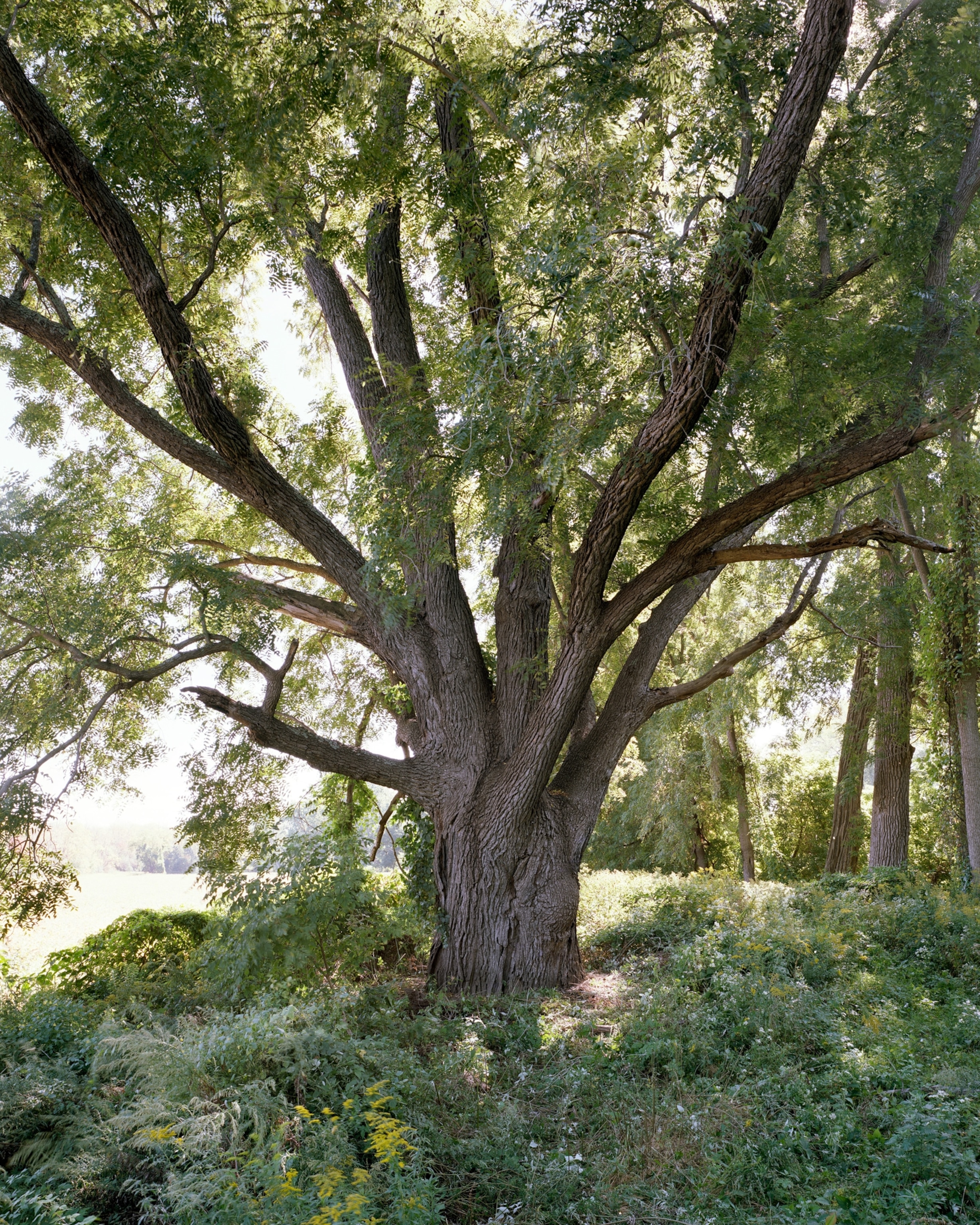 One of the largest Black Walnut trees in the United States.