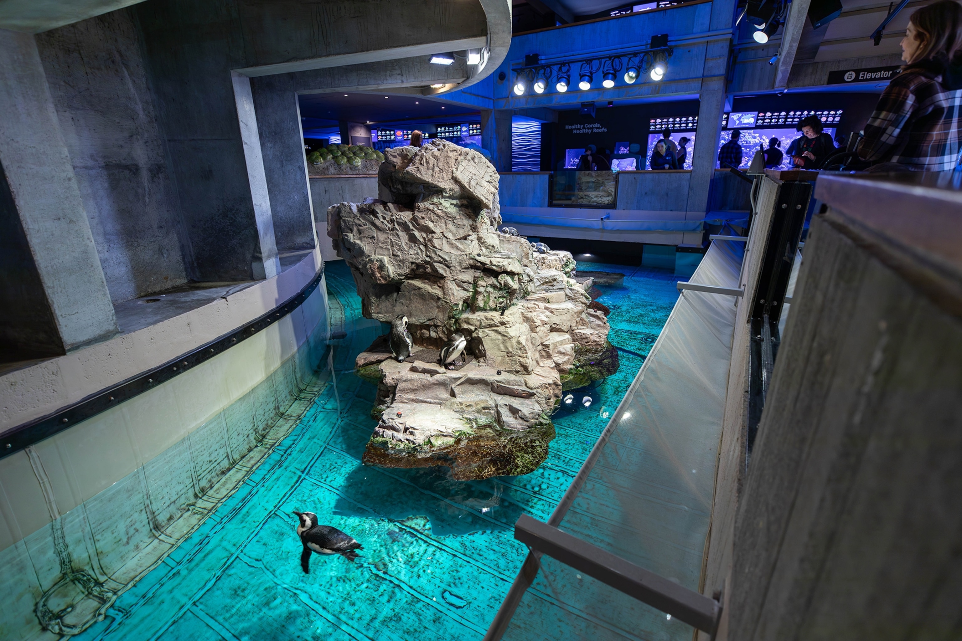 New England Aquarium guests observe the birds residing on the geriatric penguin island.