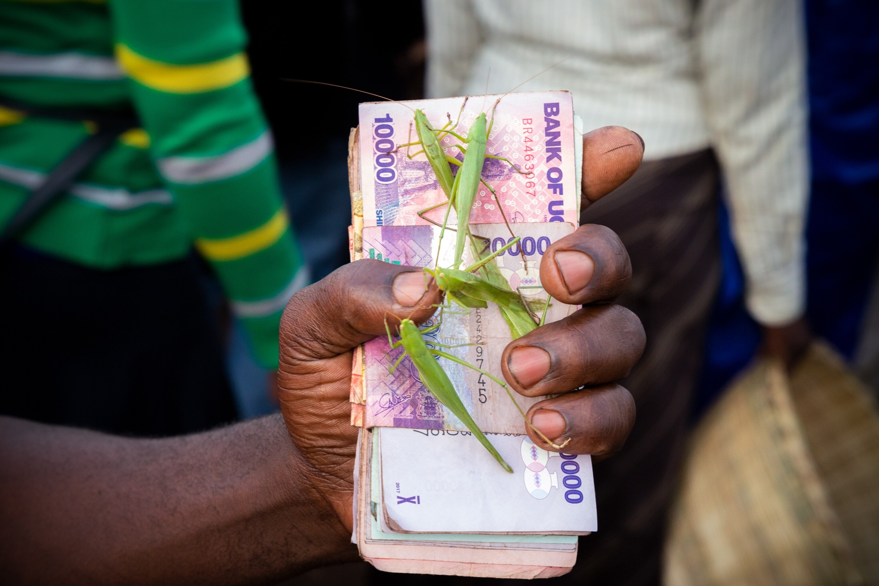 Picture of a hand holding a small stack of Ugandan shillings, with a cricket clinging to one of the bills.