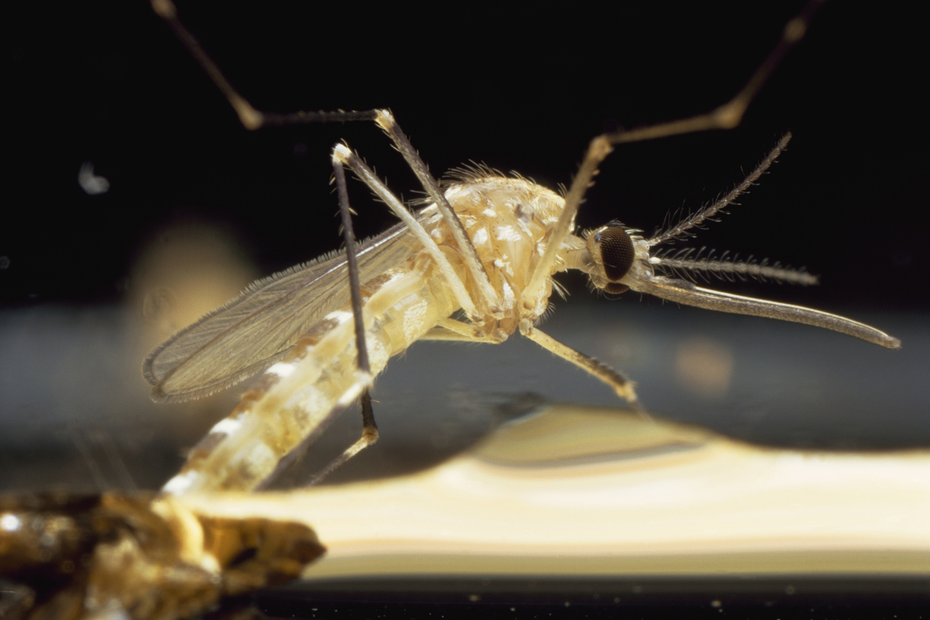 A mosquito balances on the surface tension of a desert pothole.