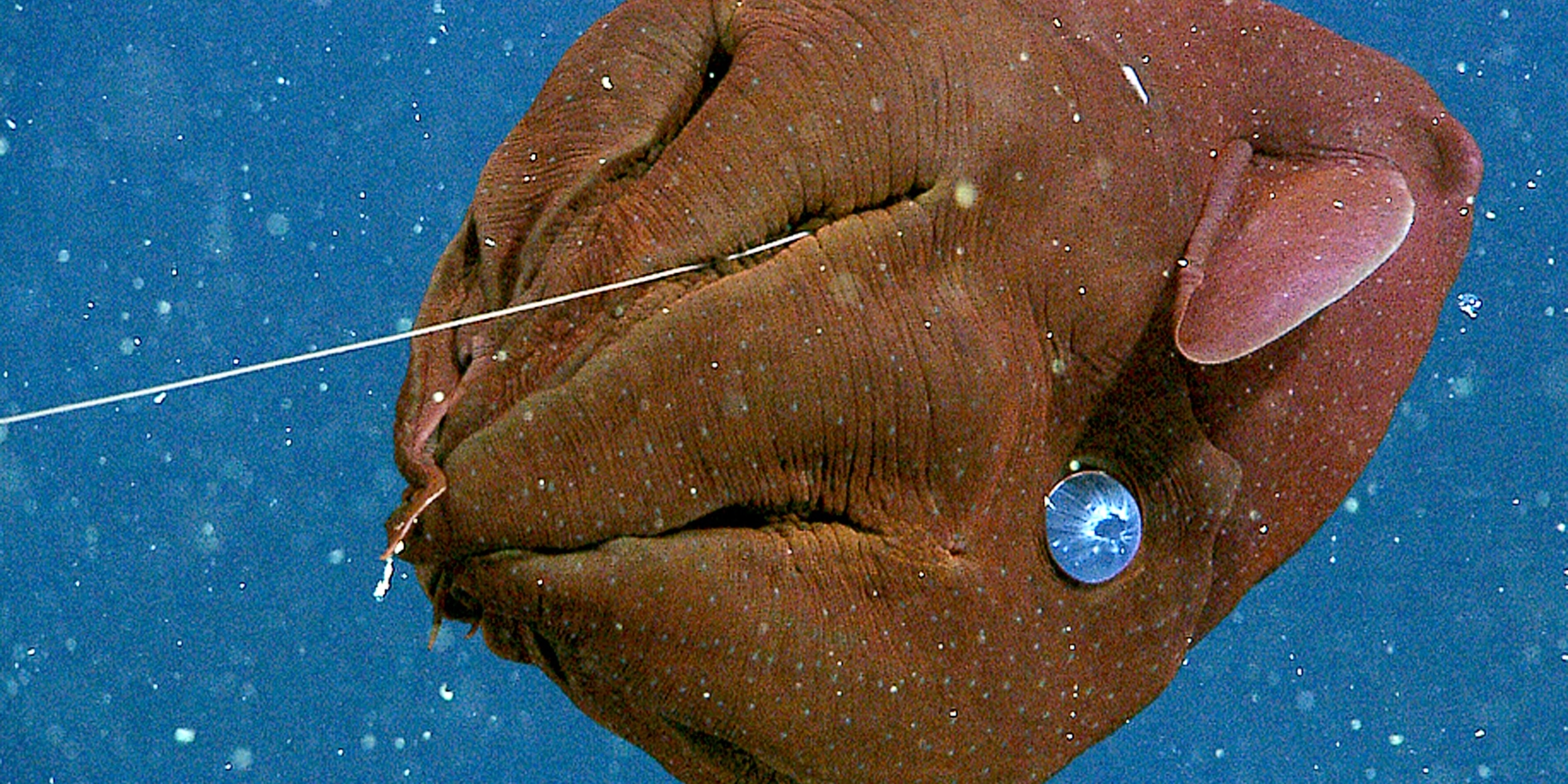 Watch A Gulper Eel Inflate And Deflate Itself Shocking Scientists