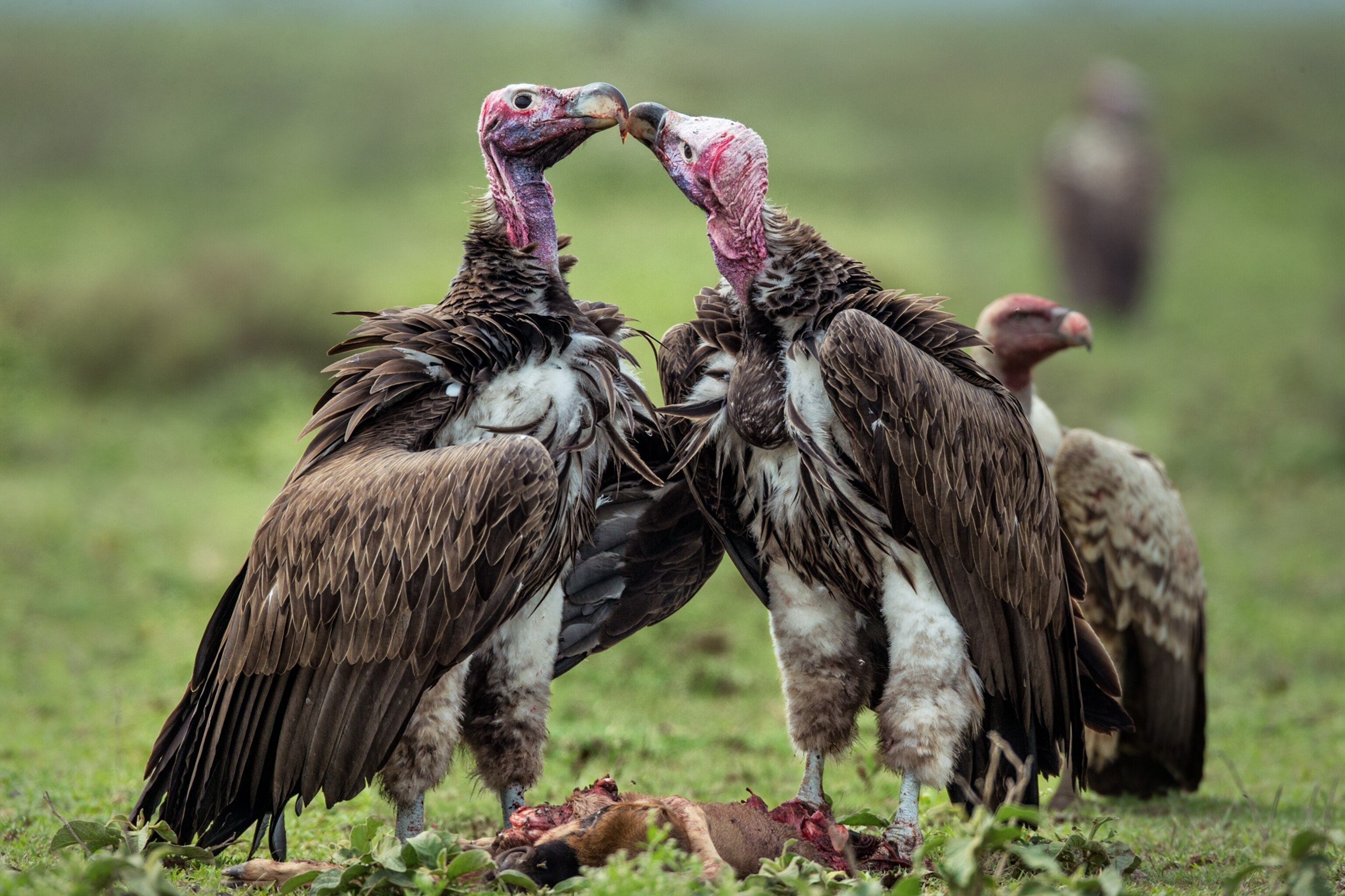 Vultures Are Revolting. Here’s Why We Need to Save Them.