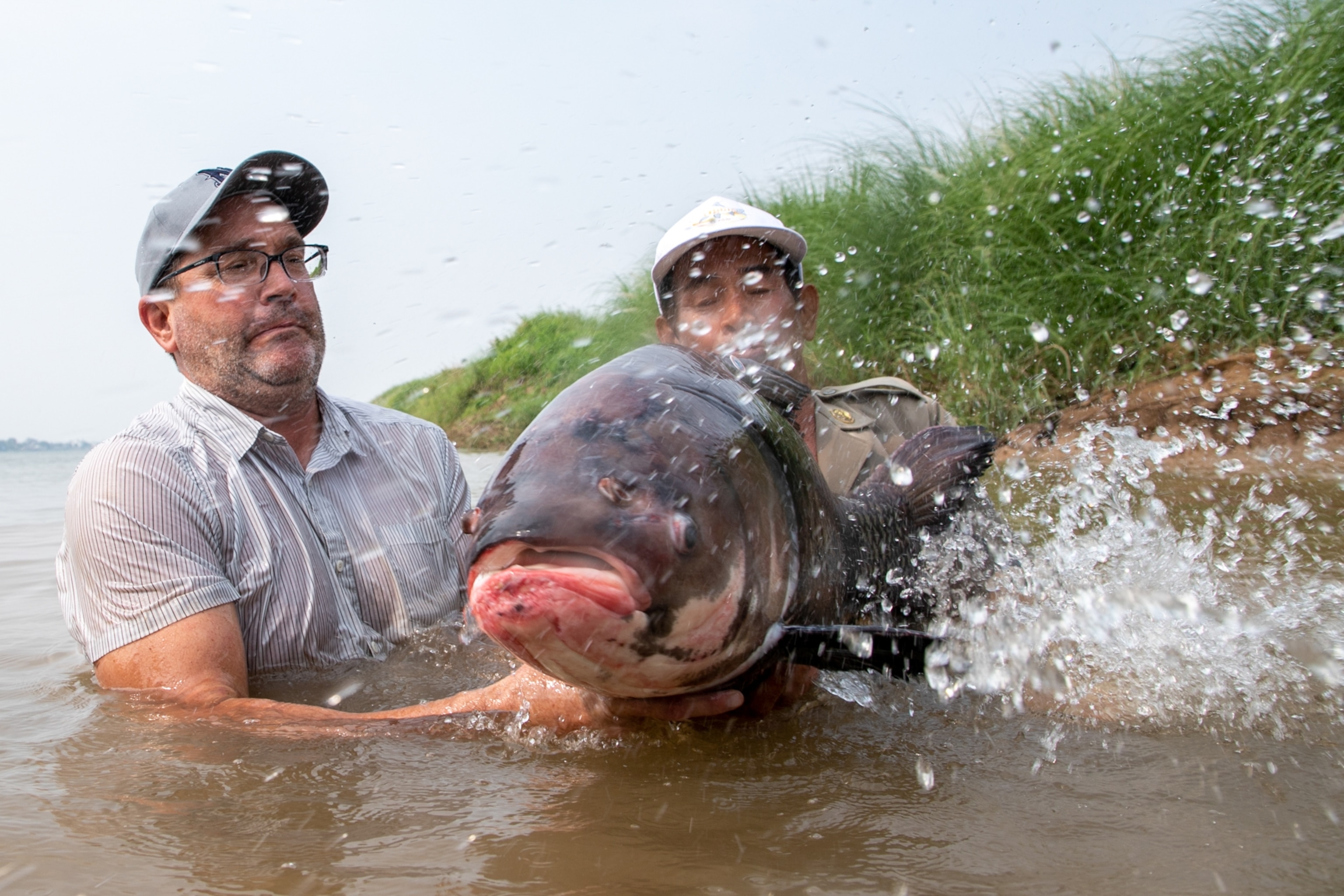 Two men in water hold a large fish that splashes, with grassy riverbank behind