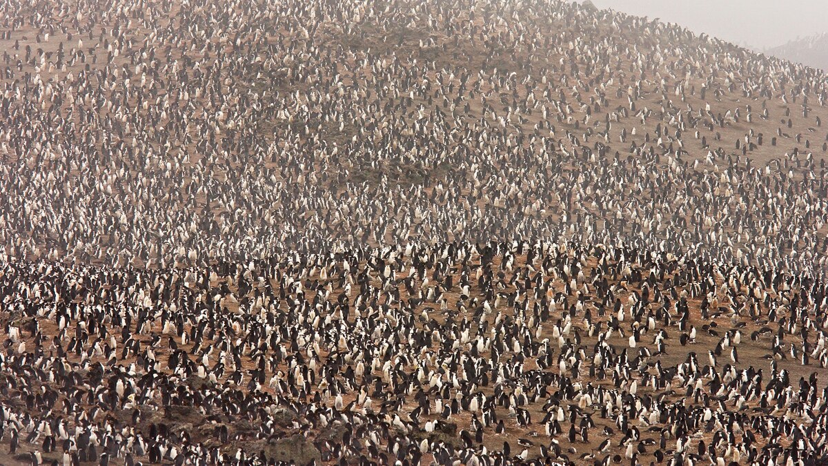 Erupting Volcano May Have Destroyed Huge Penguin Colony