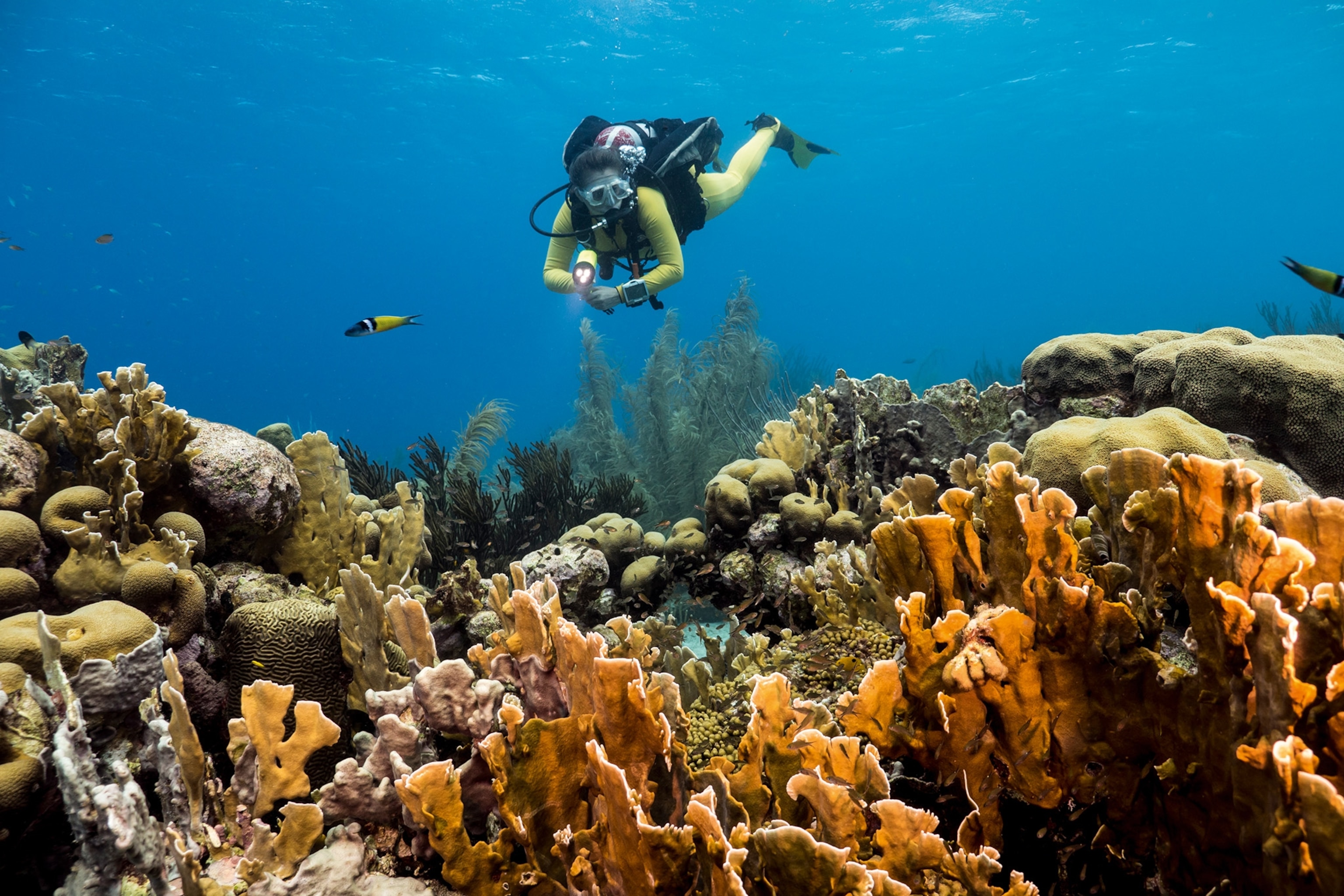 Anguilla may be the perfect place to learn to dive—here's why | National  Geographic