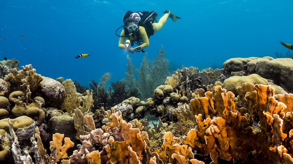Is this the best place to learn how to dive in the Caribbean?