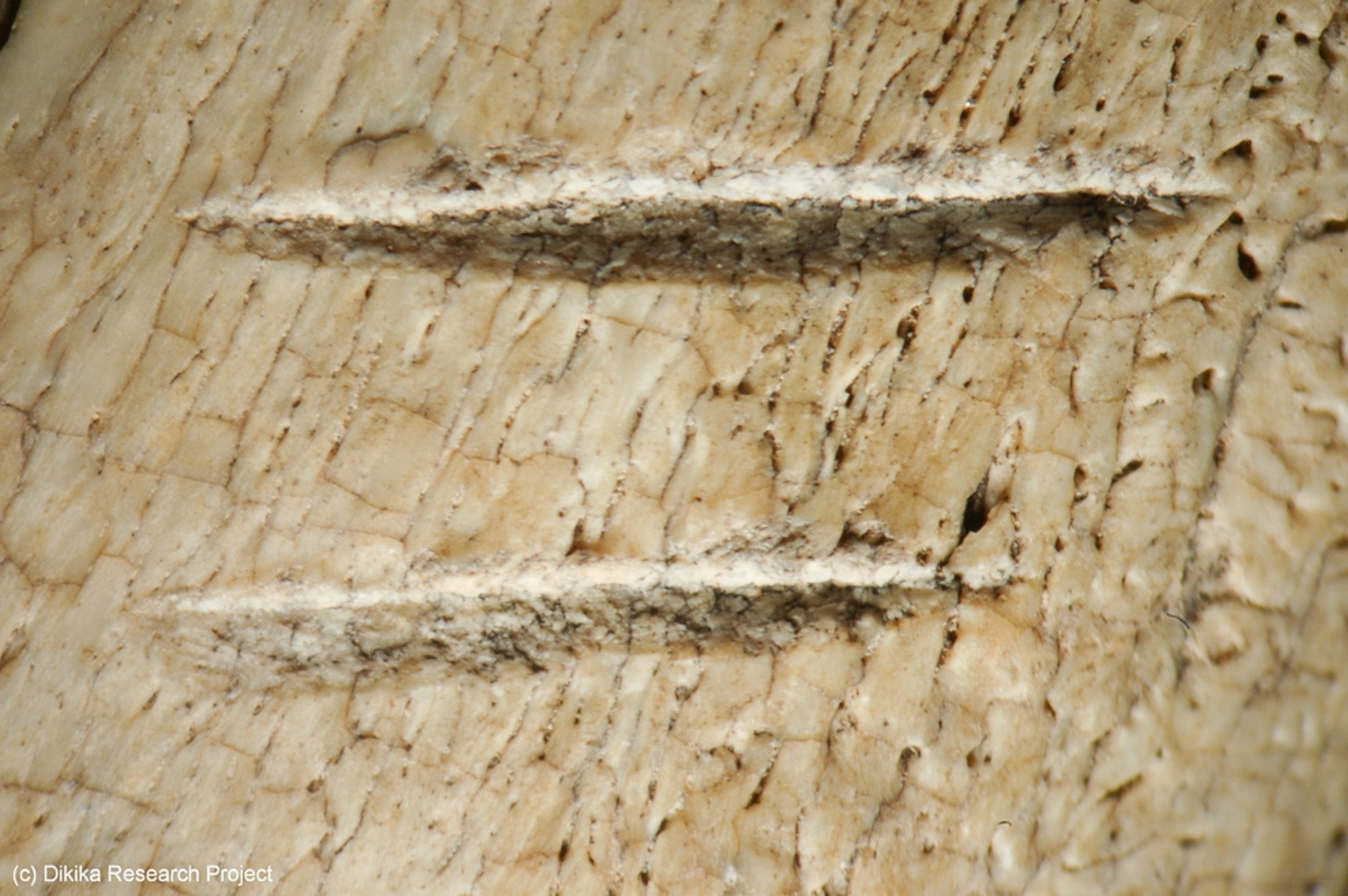 Cut marks on a bone.