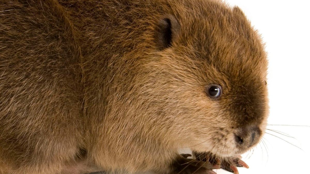 Beaver National Geographic