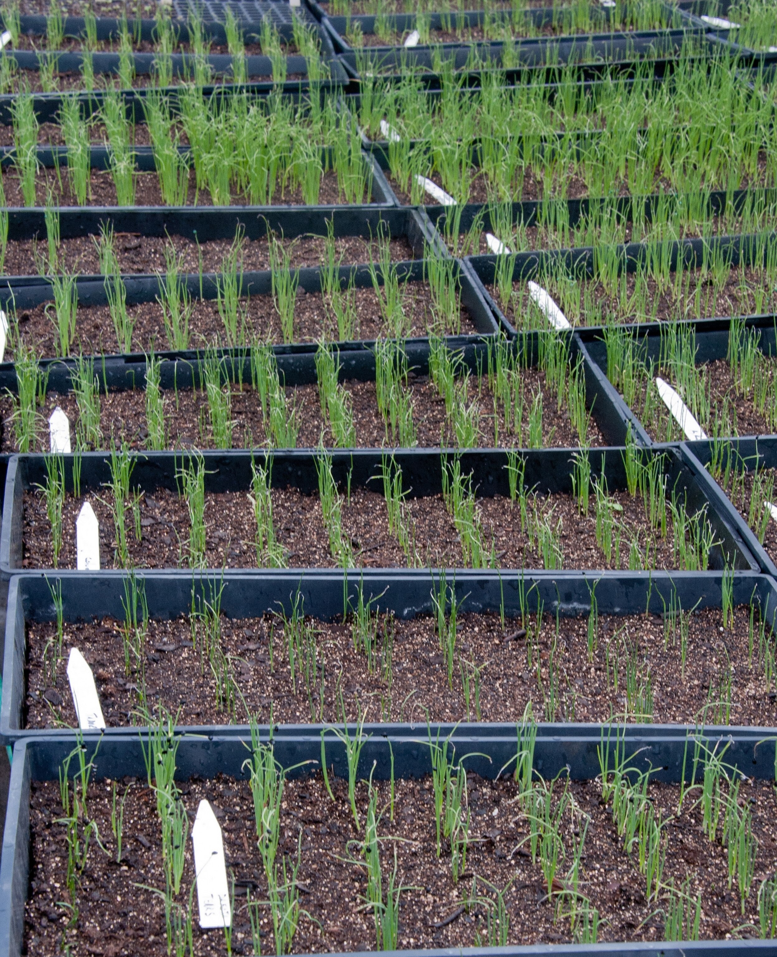 spring onions growing.