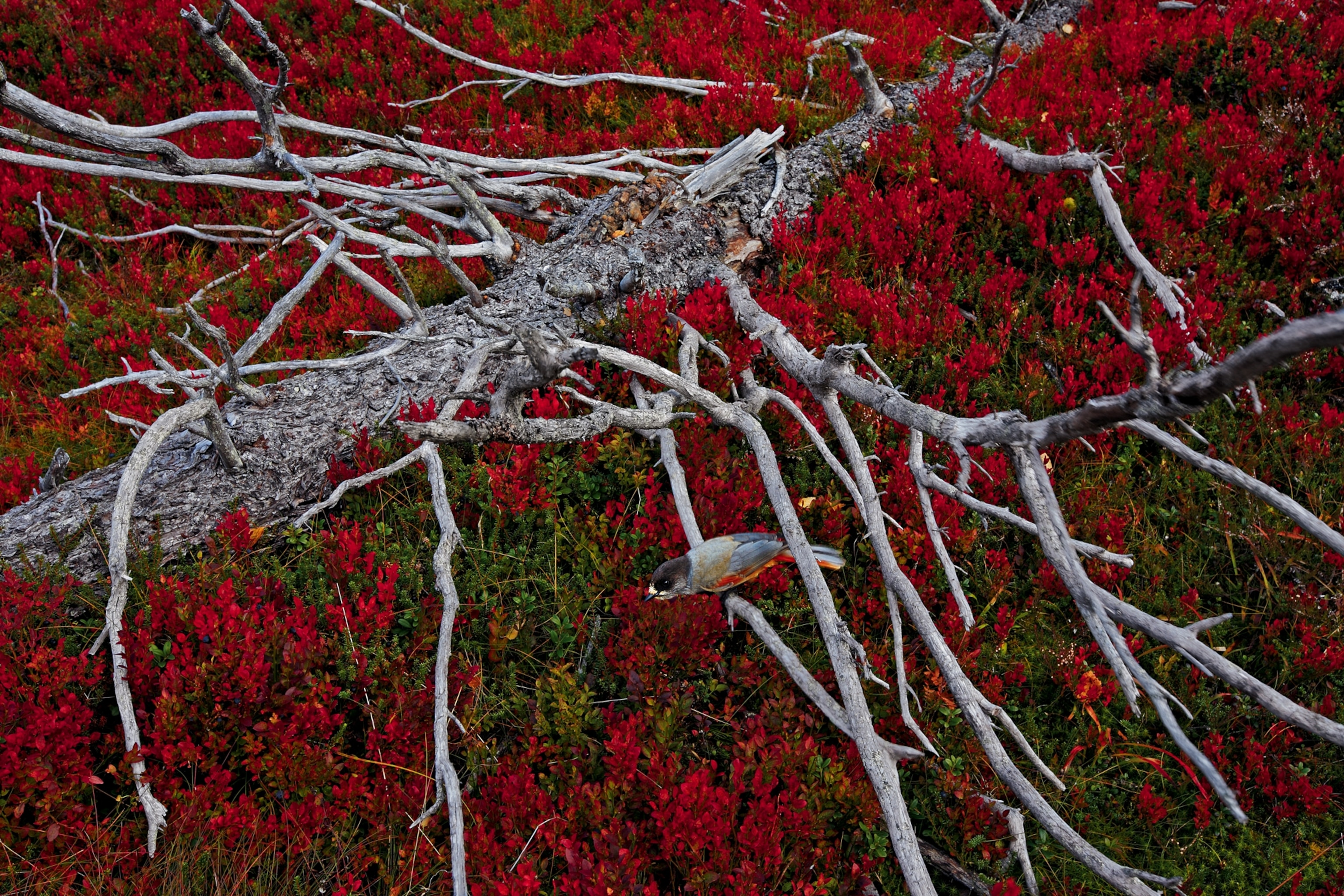 a Siberian jay perched on a skeletal spruce while surveying a feast of blueberries