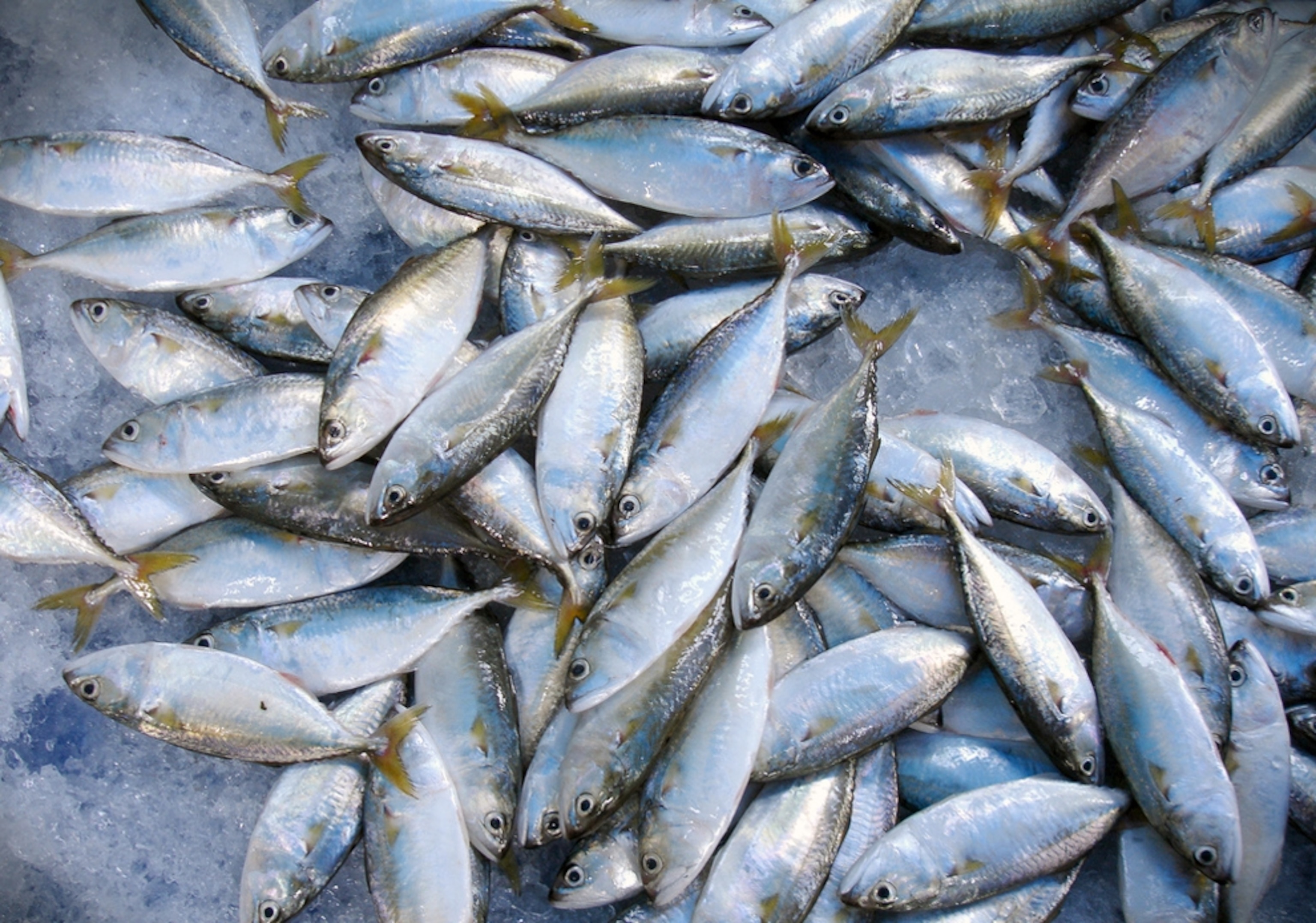 tuna caught by fishermen