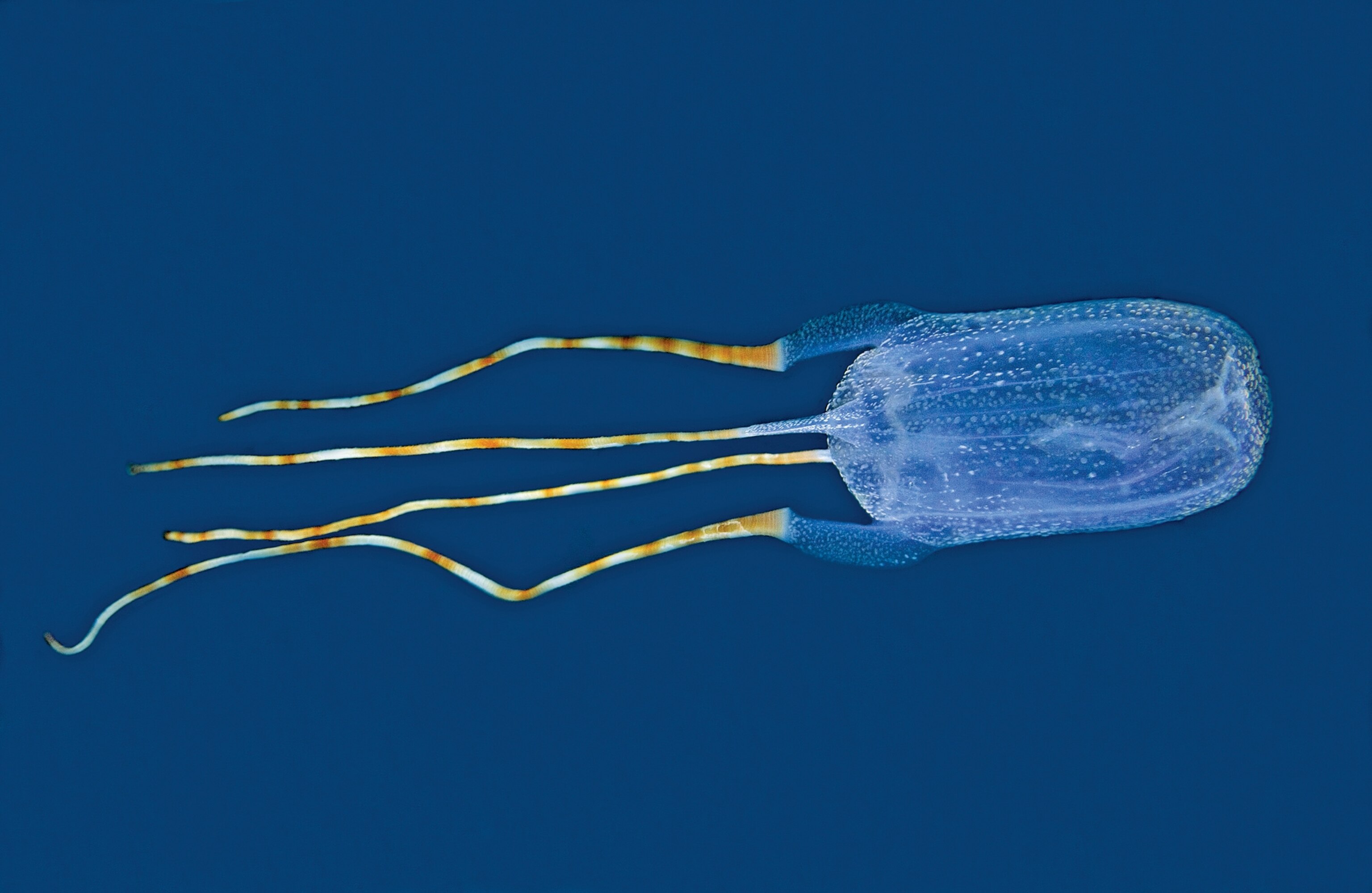 Bonaire banded box jelly picture: one of the top ten new species of 2011