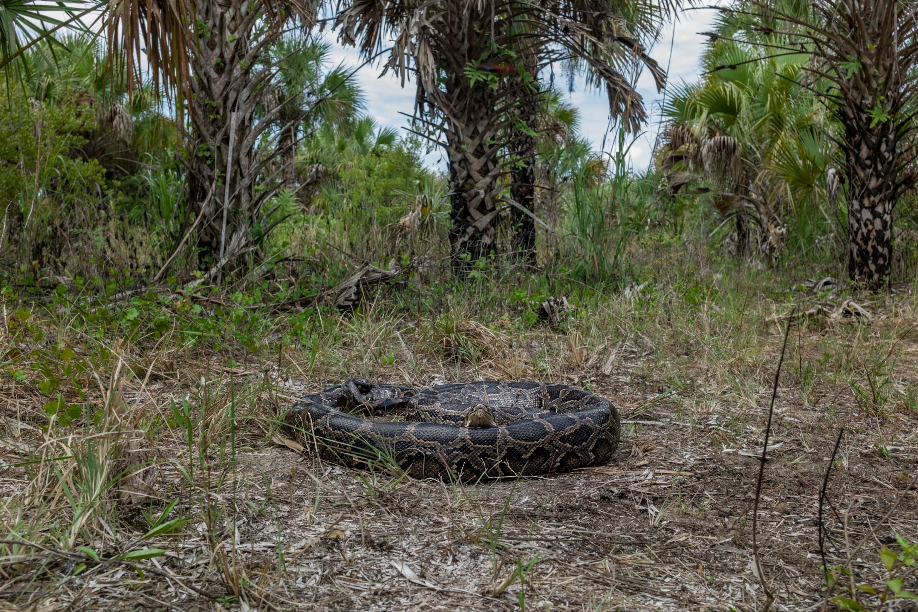 Florida’s largest-ever python has been found. Here’s the untold story ...