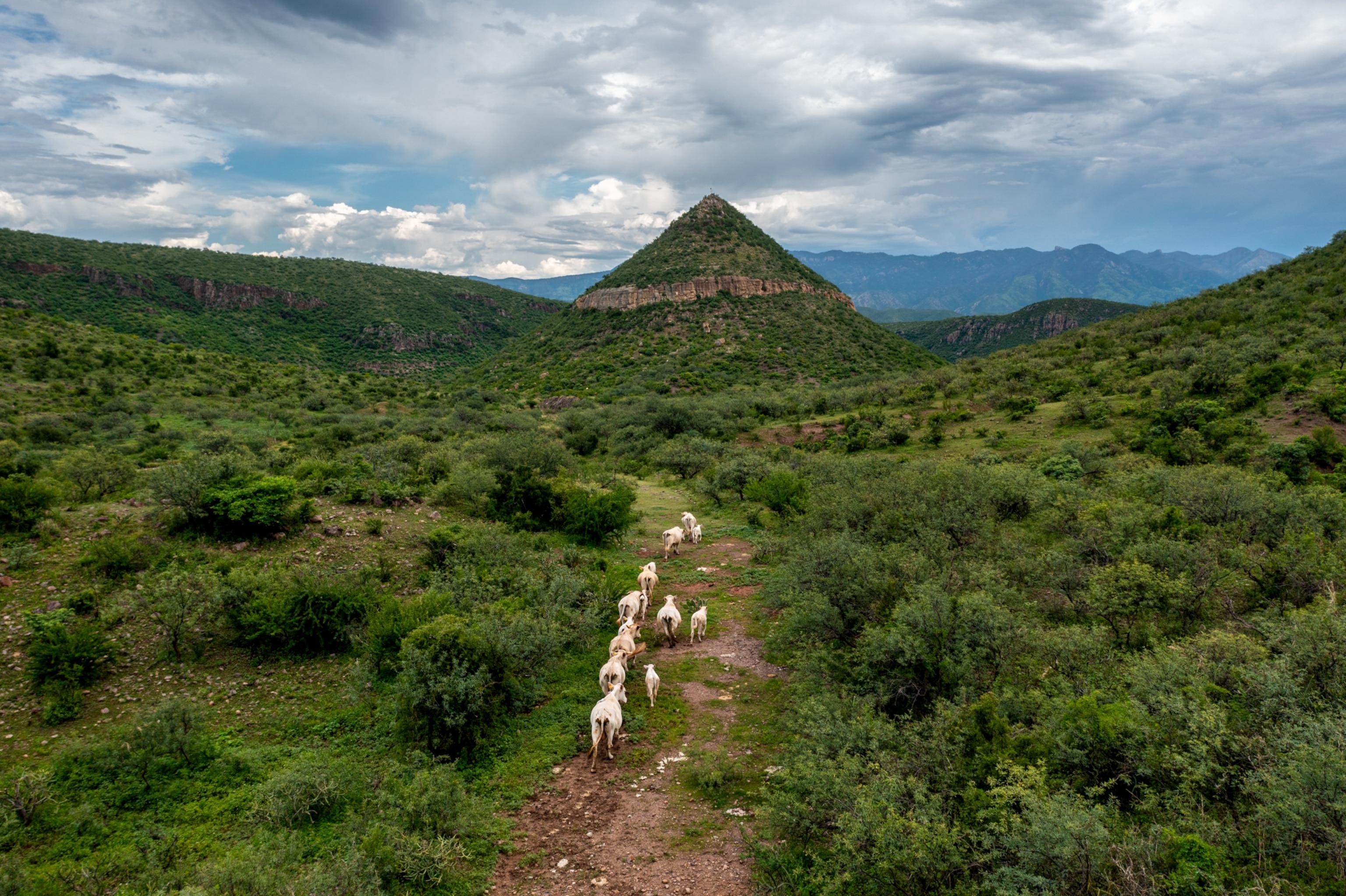 Goats walk along a trail in in eastern Sonora, Mexico, home of the bacanora drink.