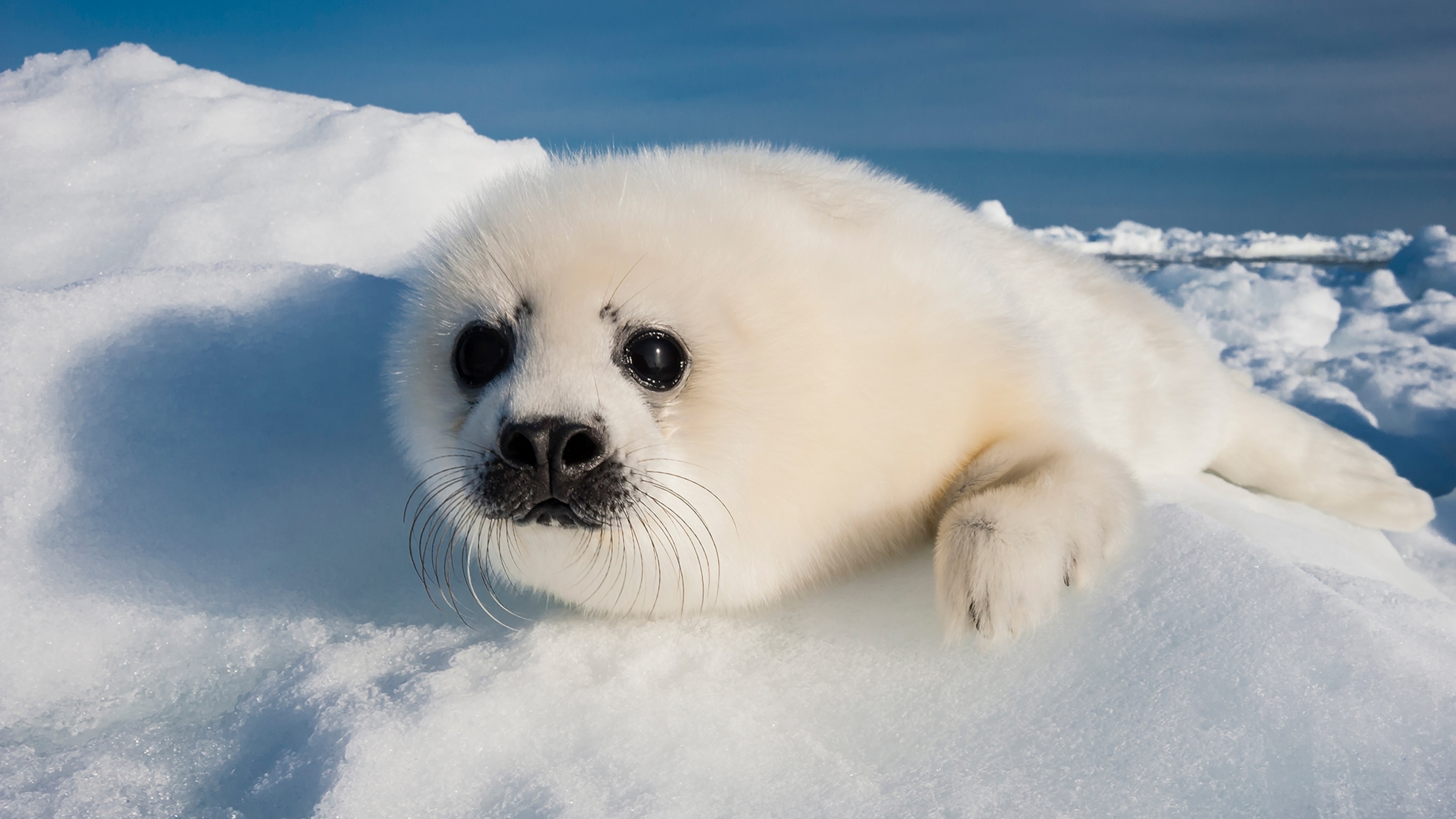 How much do you really know about baby animals?