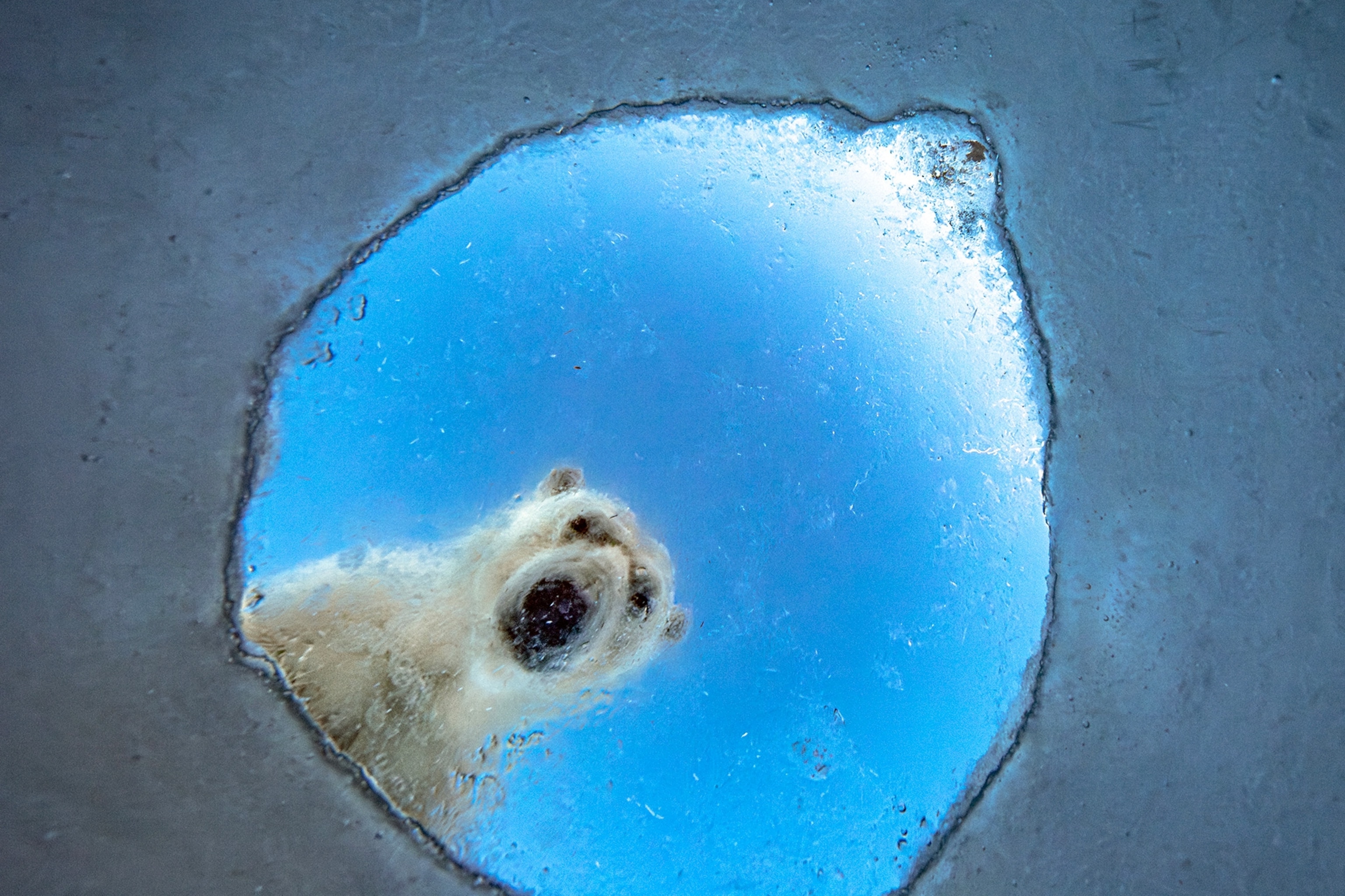 A white polar bear looks down a hole in the ice, as a photo is taken of him from below the surface, creating a perfect circle.