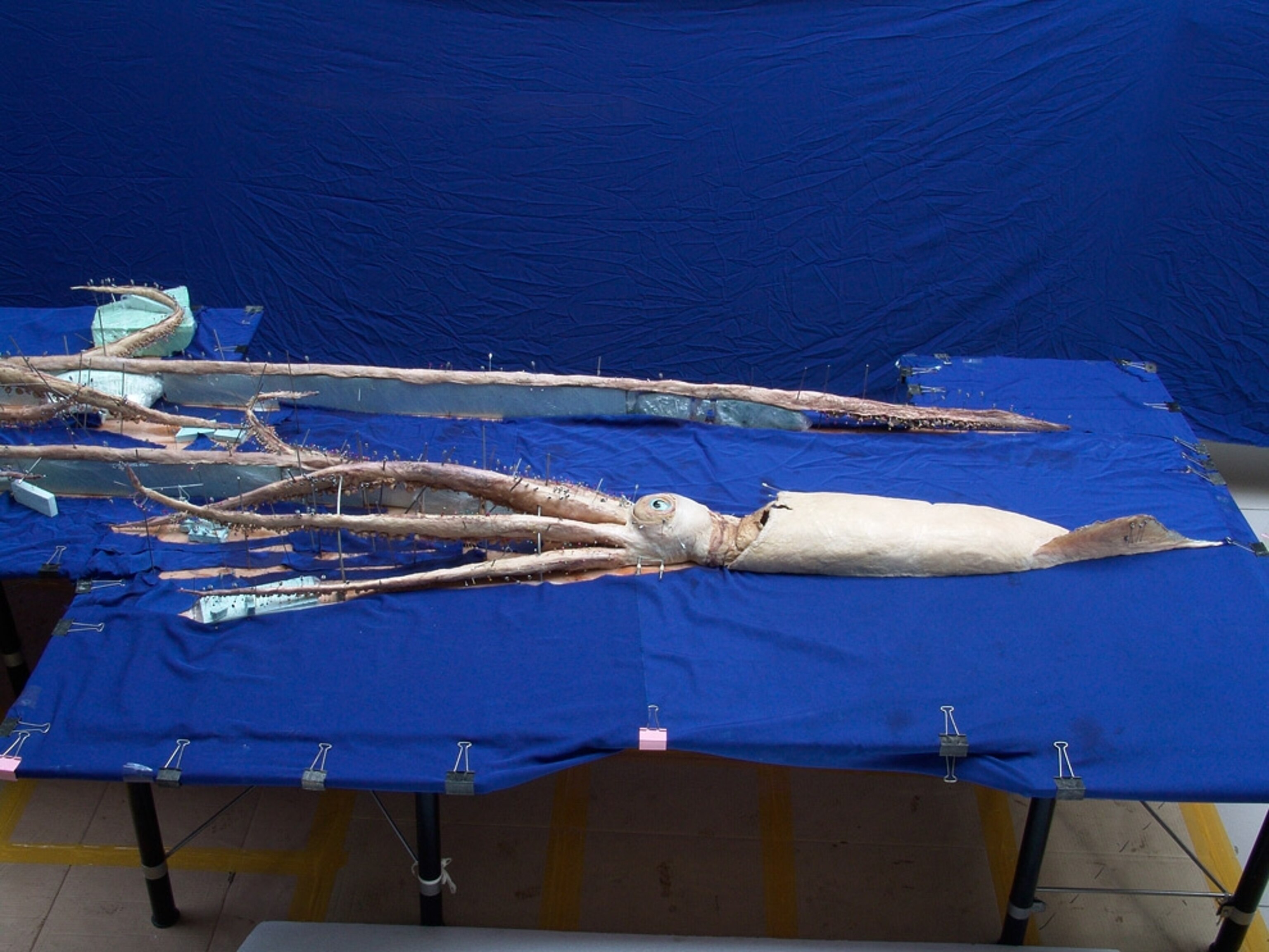 plastinated giant squid