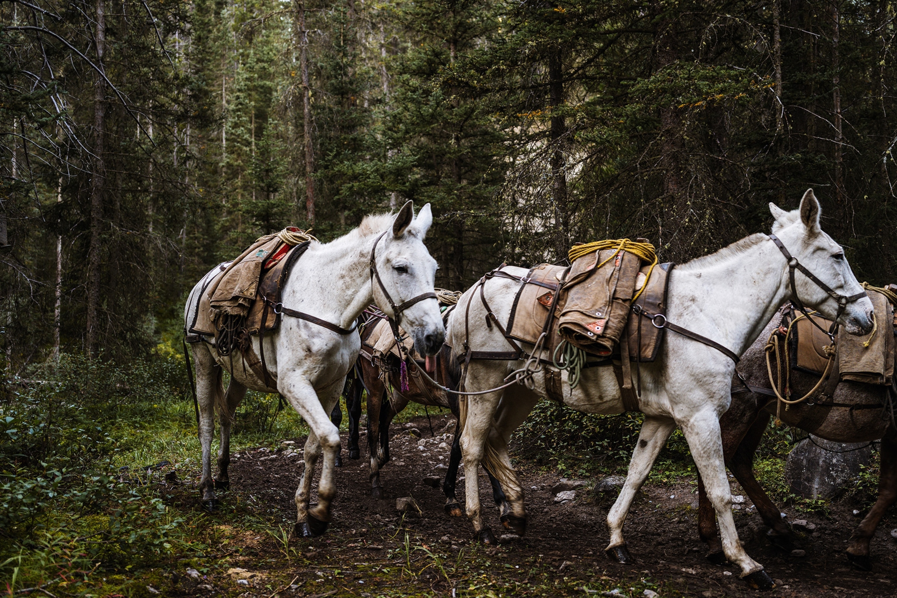 Trace the backcountry trails of Banff National Park on horseback | National  Geographic