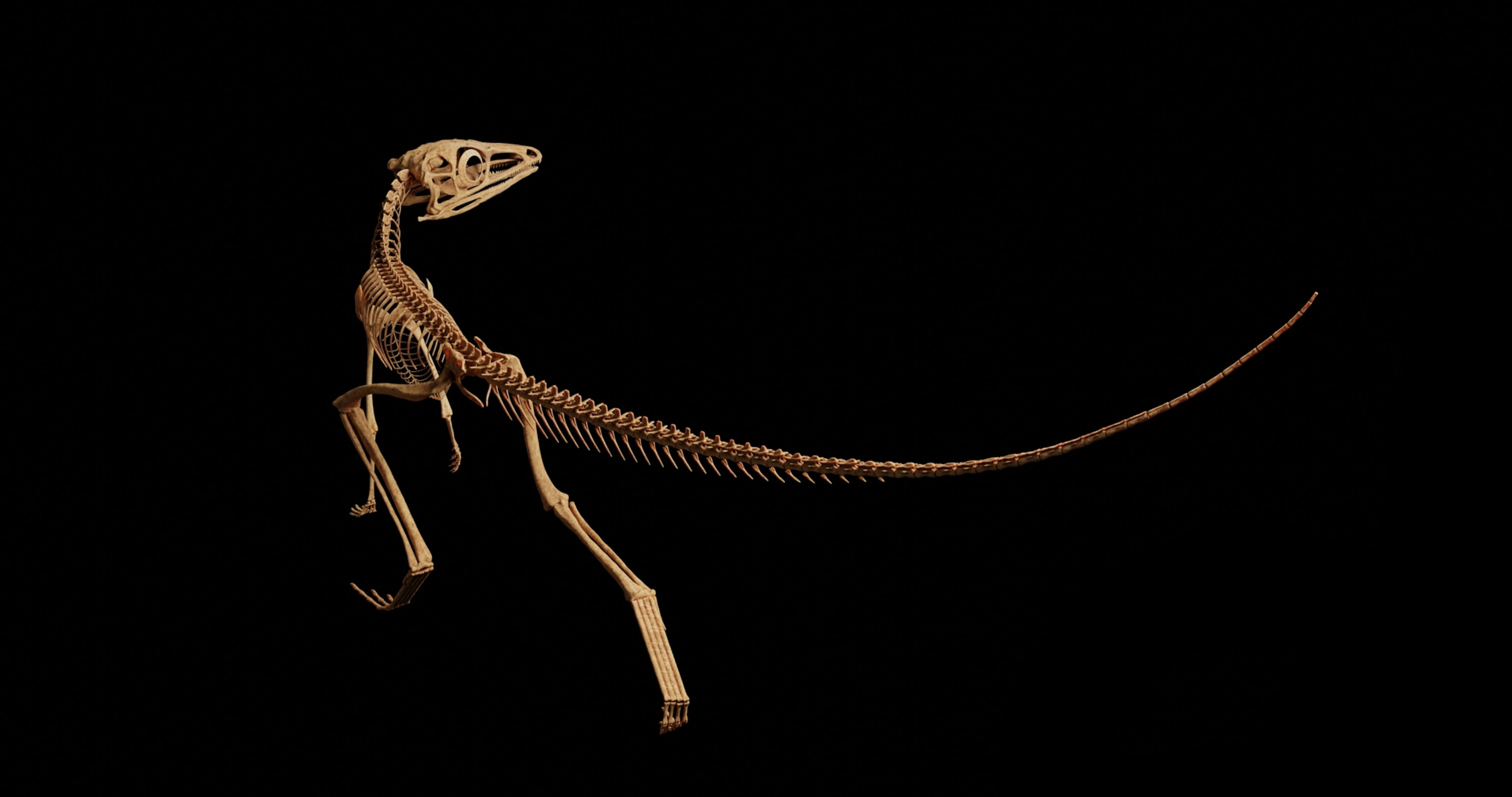 3D rendering showing the full skeletal system of Scleromochlus taylori