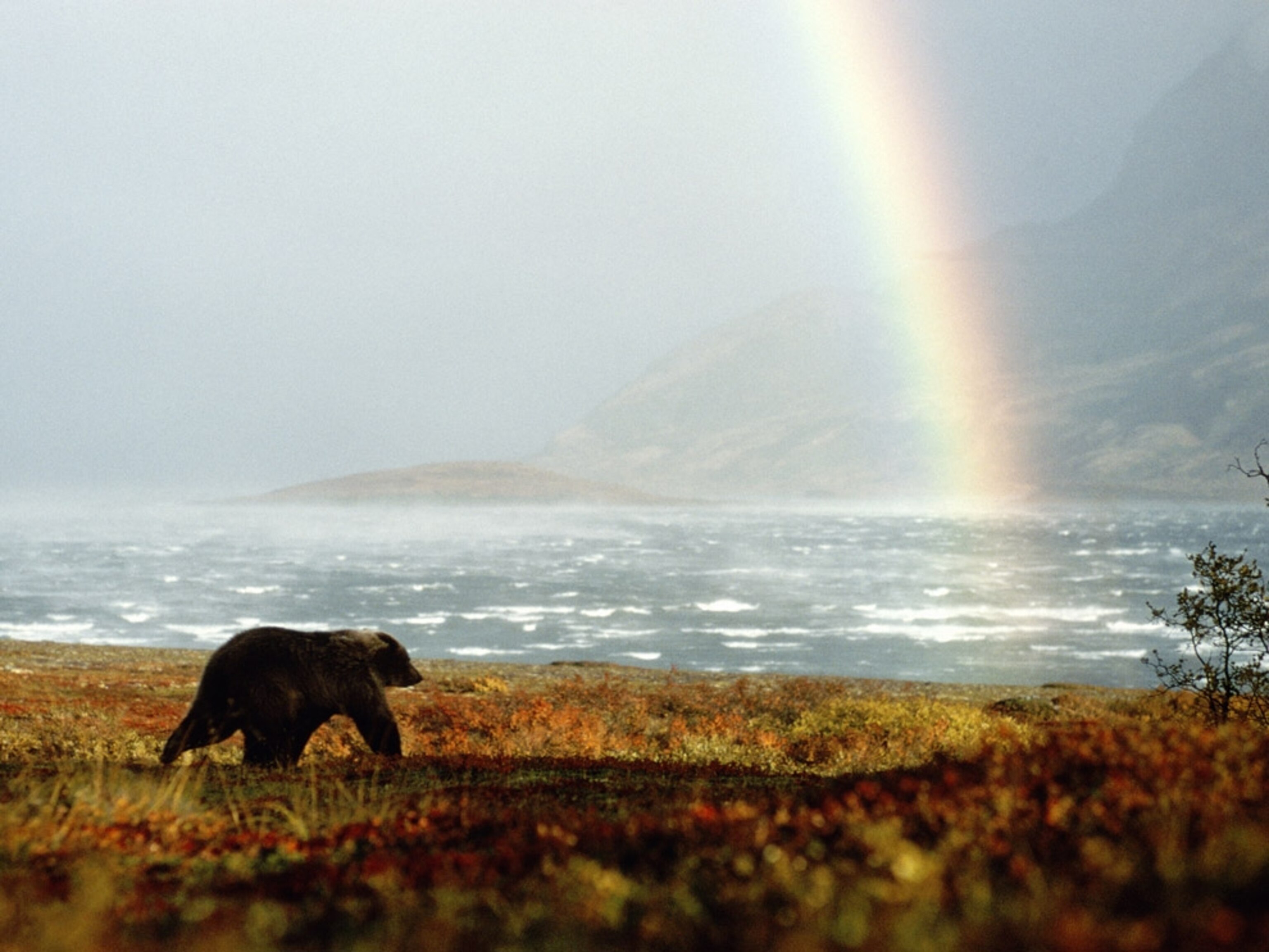 Alaskan brown bear