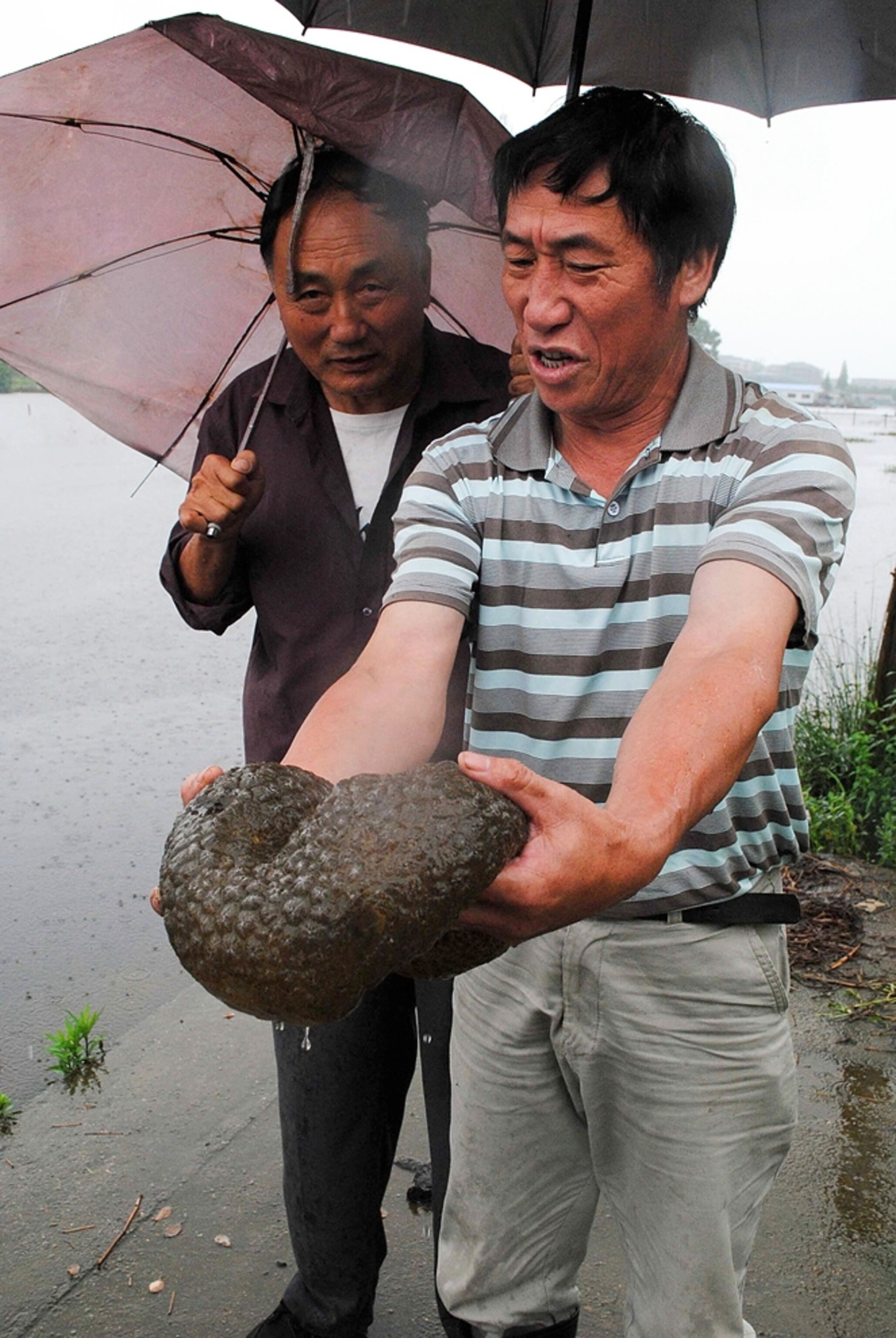 a mysterious blob found in algae-infested coastal waters in China.