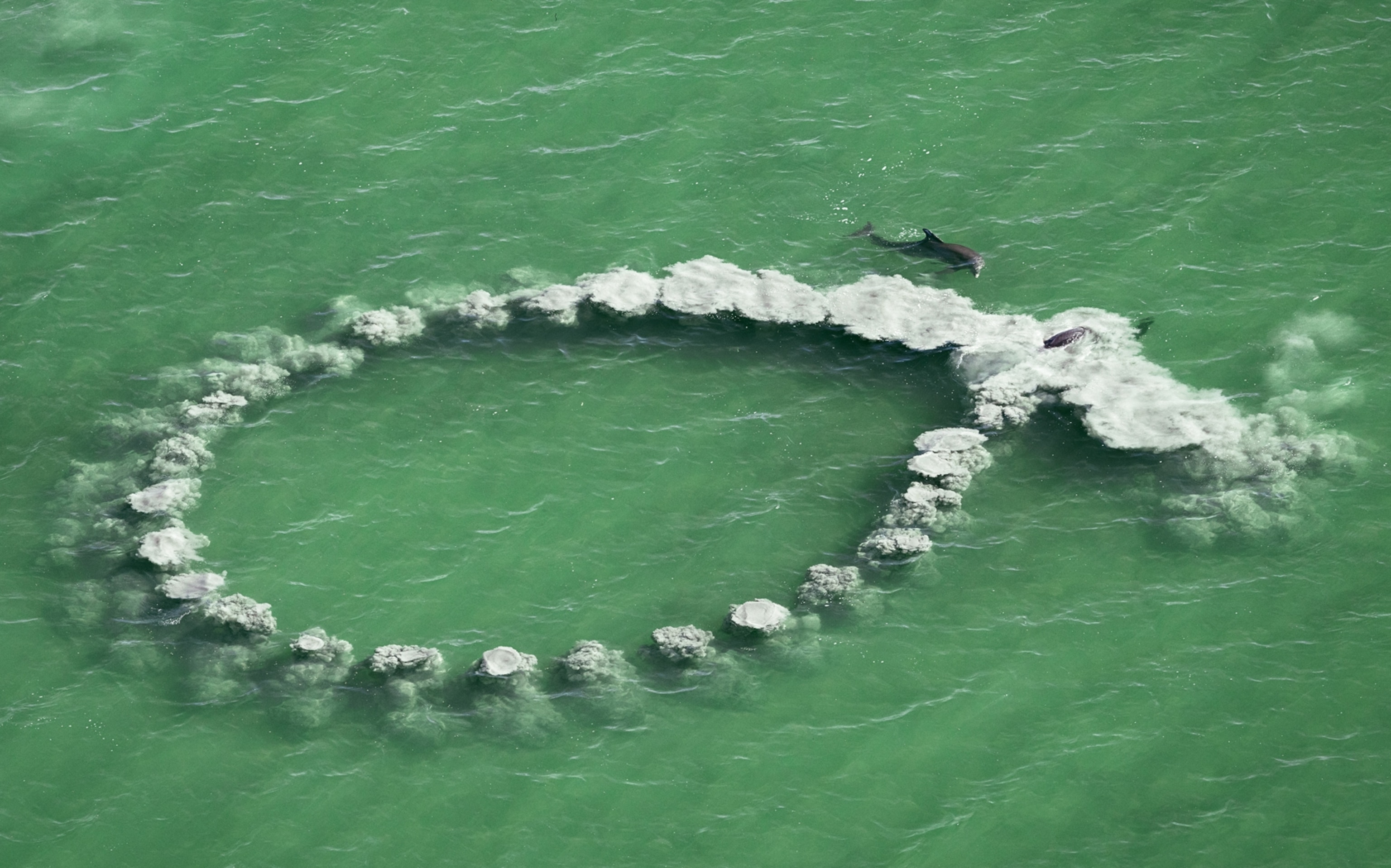 Dolphins swimming on the surface of the water