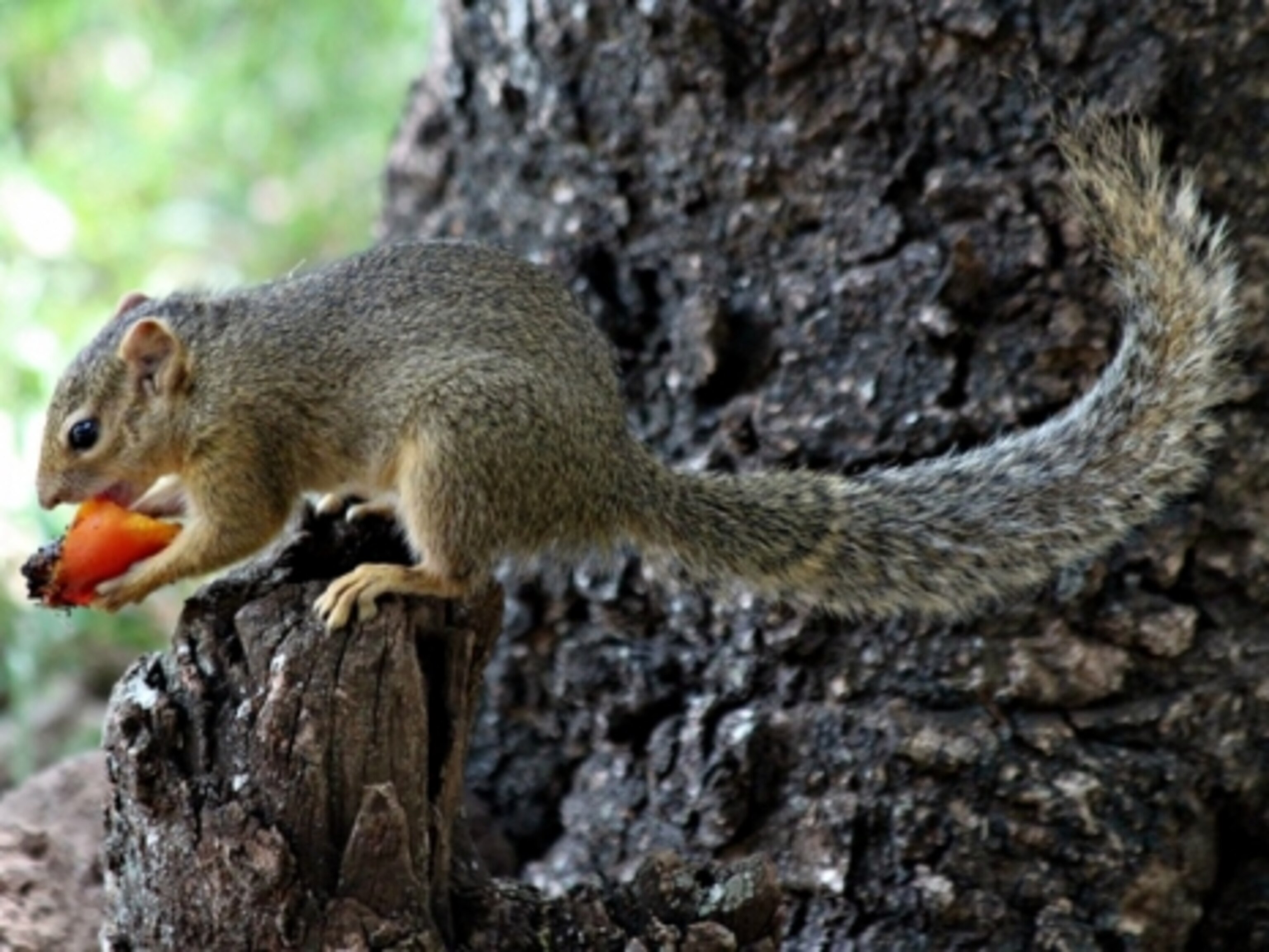 Squirrels Around the World