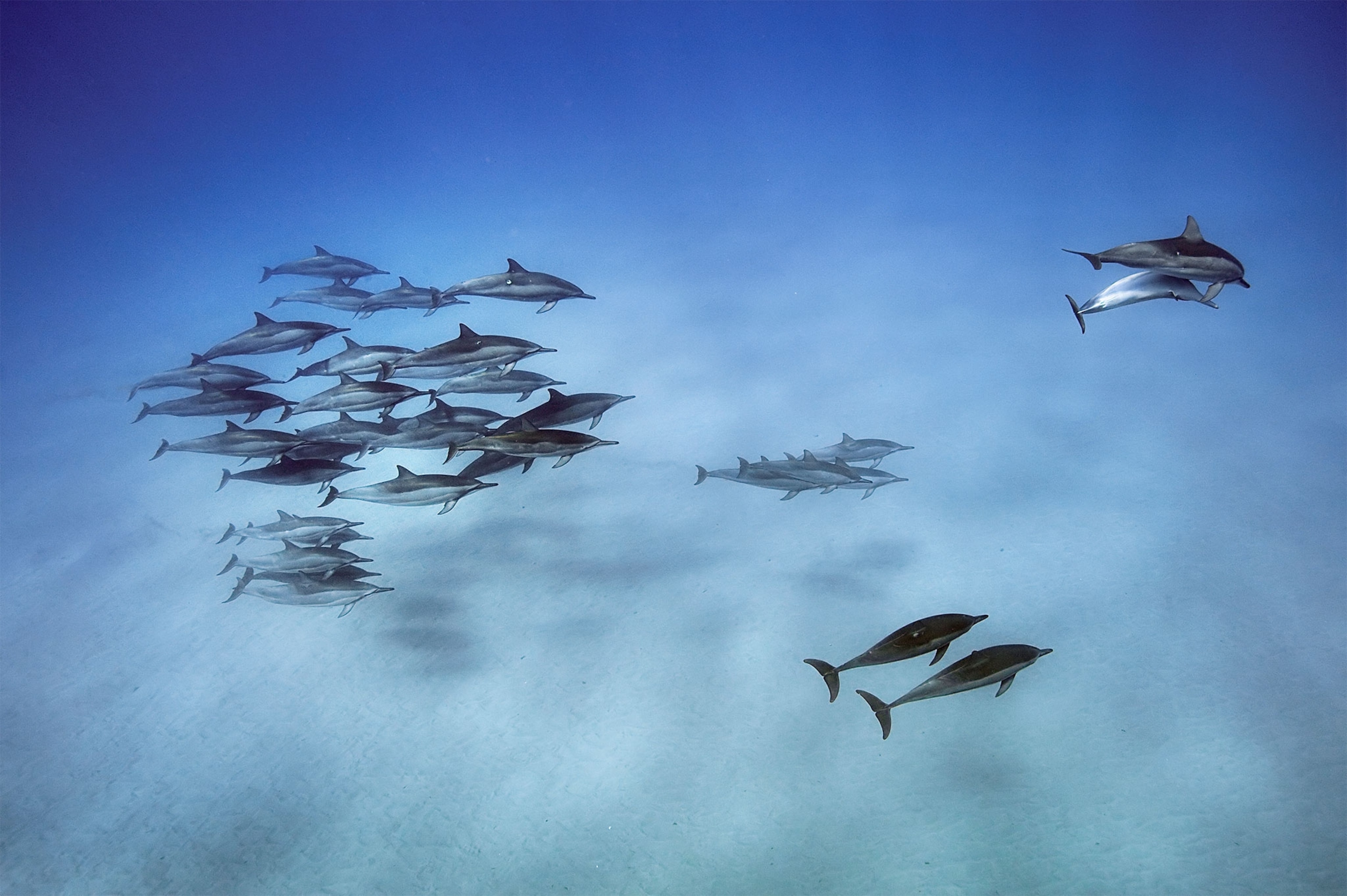 Watch this Dolphin Hunt Fish Using a 'Net' Made of Mud | National Geographic