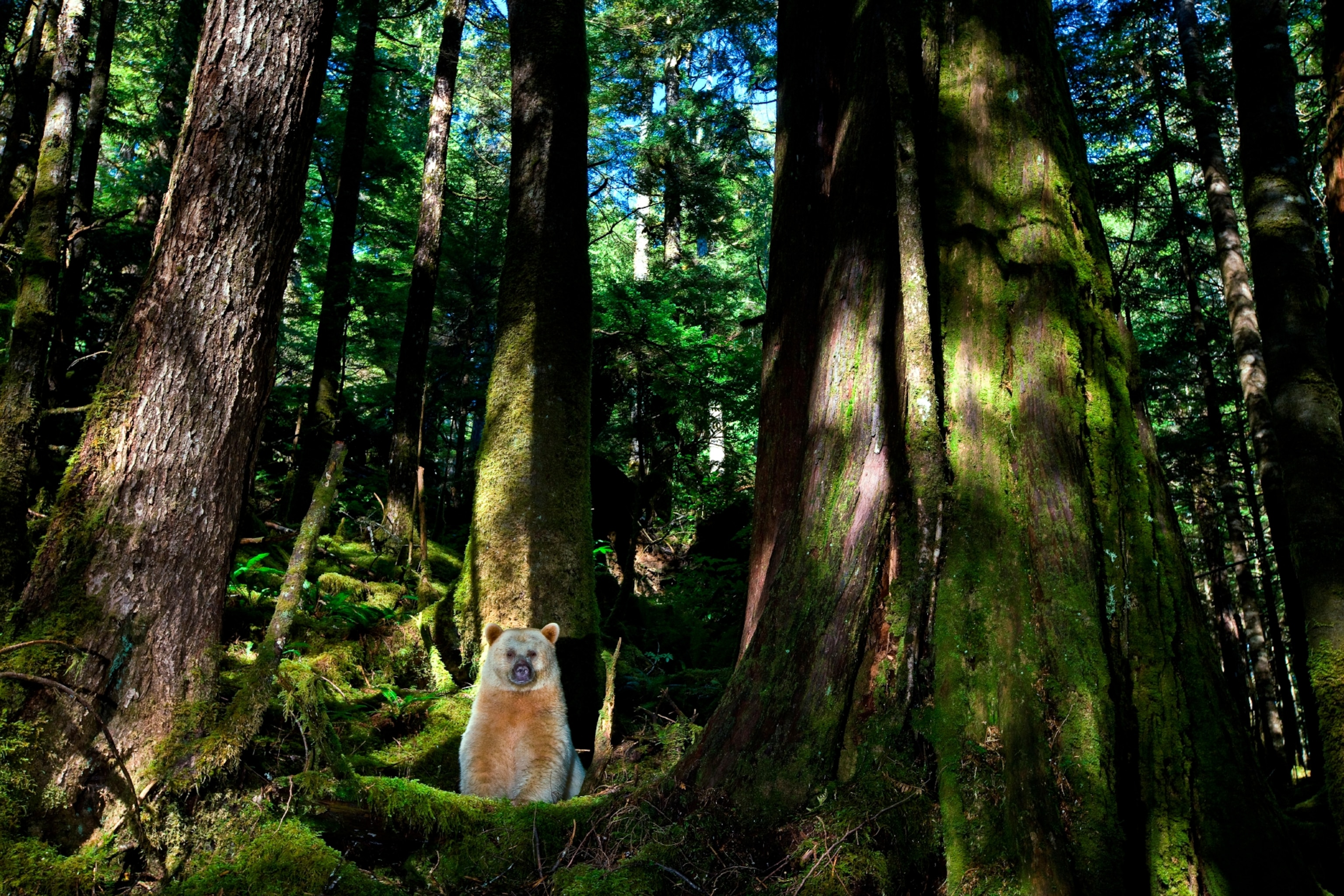 bear in Great Bear Rainforest