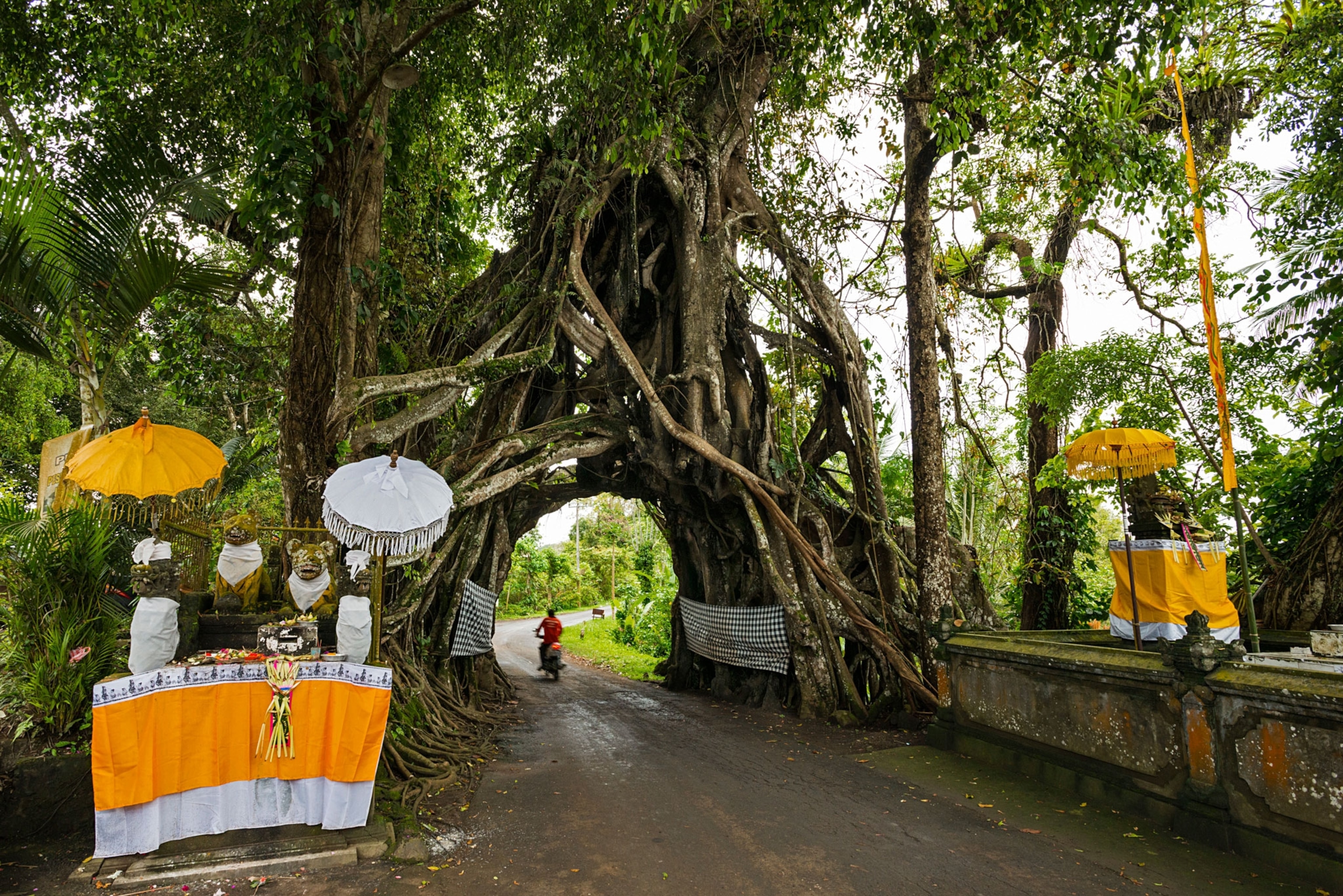 a banyan tree in Indonesia